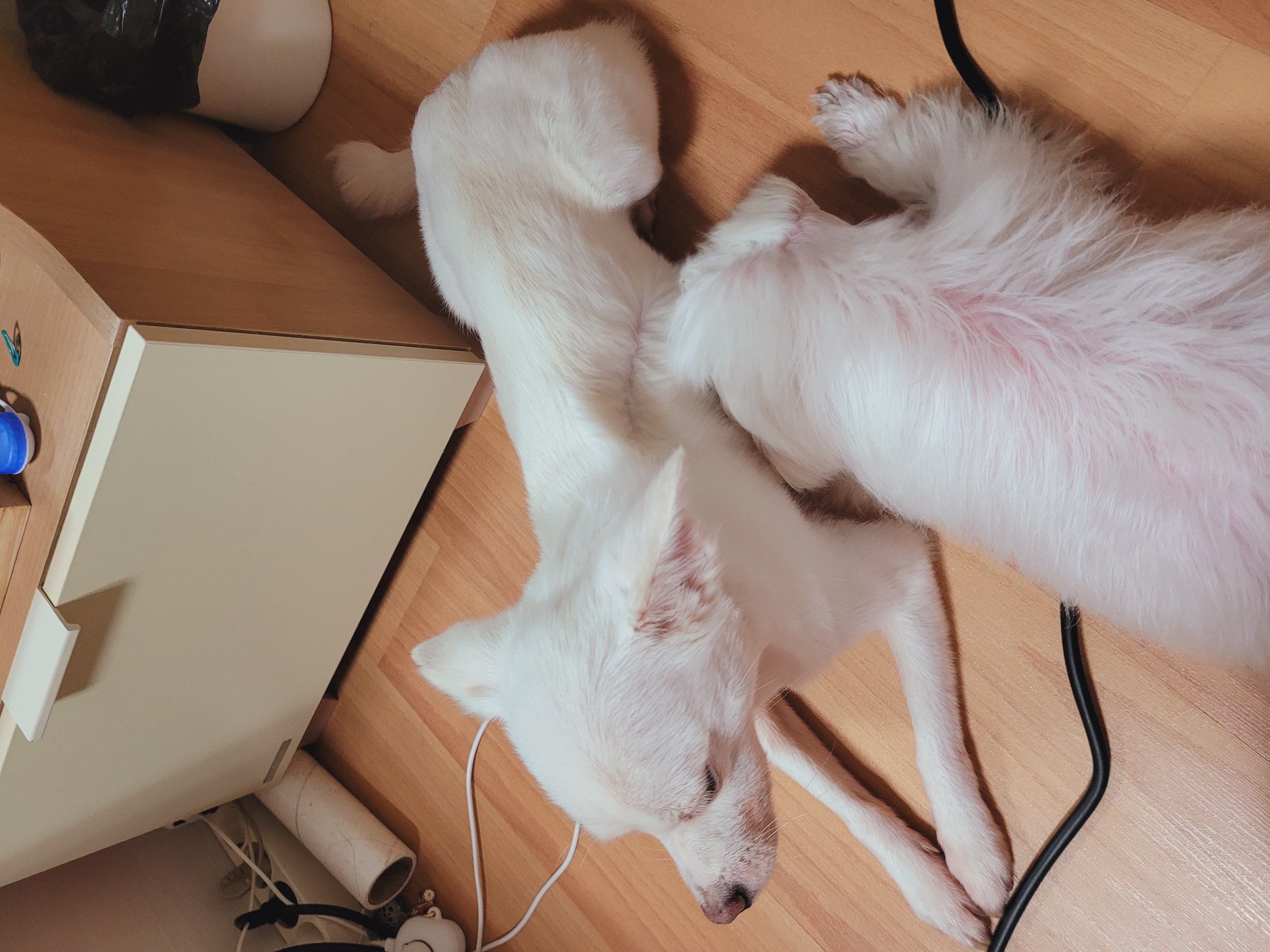 망고(오늘이) 300일 되었어요ㅎㅎ!!