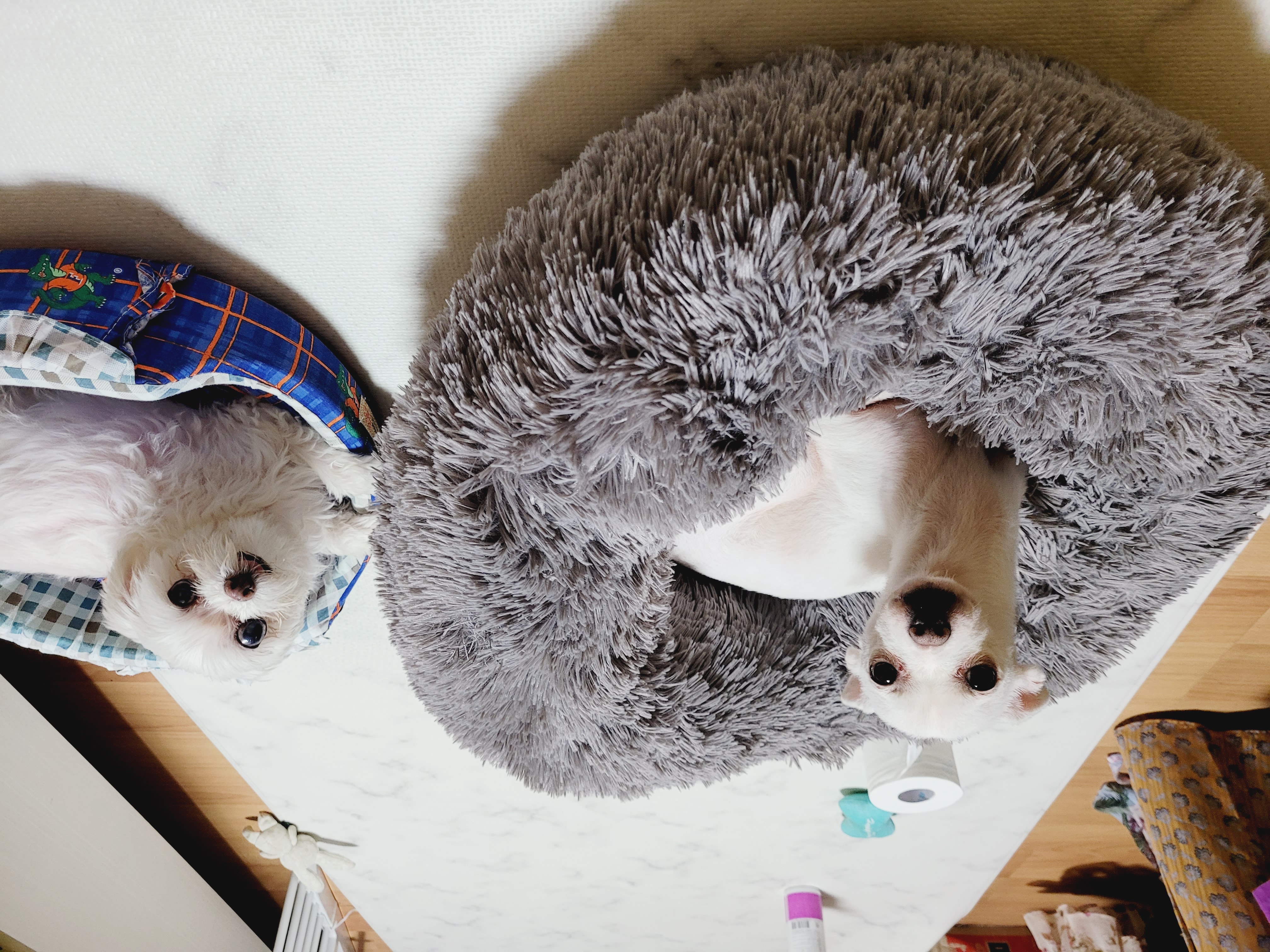 망고(오늘이) 300일 되었어요ㅎㅎ!!