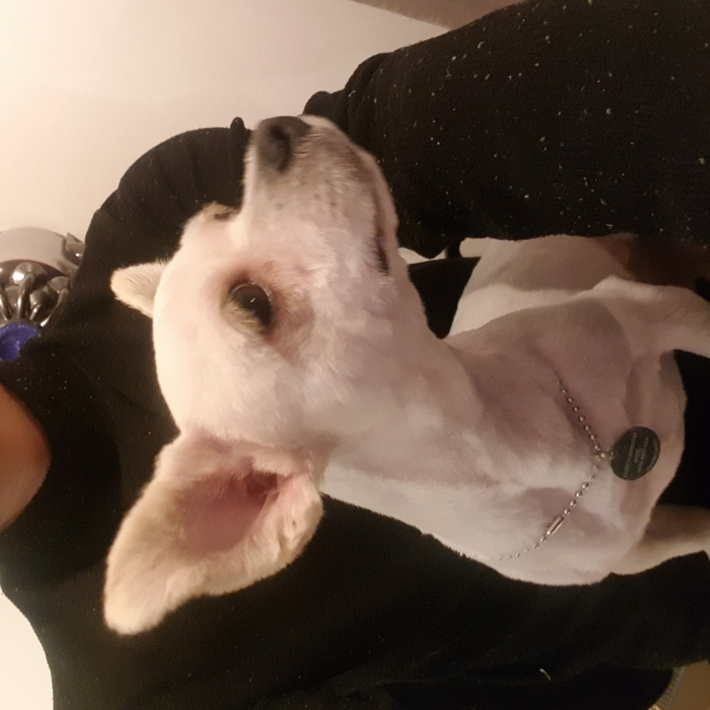 소룡(금돌이)이가 온지 일주일 됬어요^^(마지막에 변신사진!)