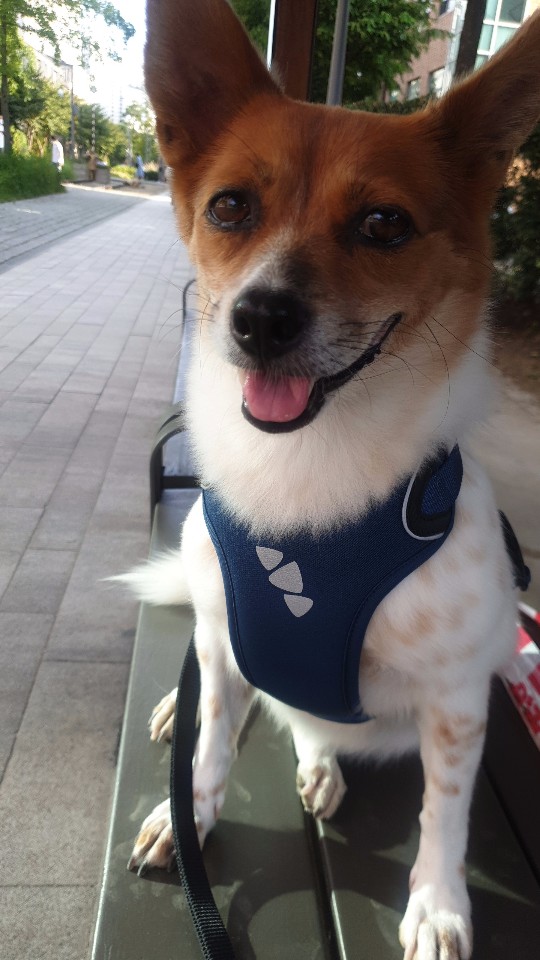 [하이] 와 4번째 겨울을 보내는 중입니다~