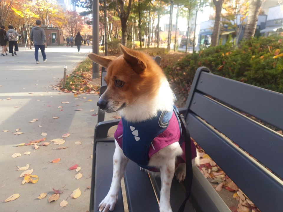 [하이] 와 4번째 겨울을 보내는 중입니다~