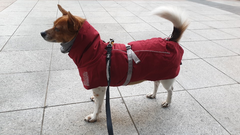 [하이] 와 4번째 겨울을 보내는 중입니다~