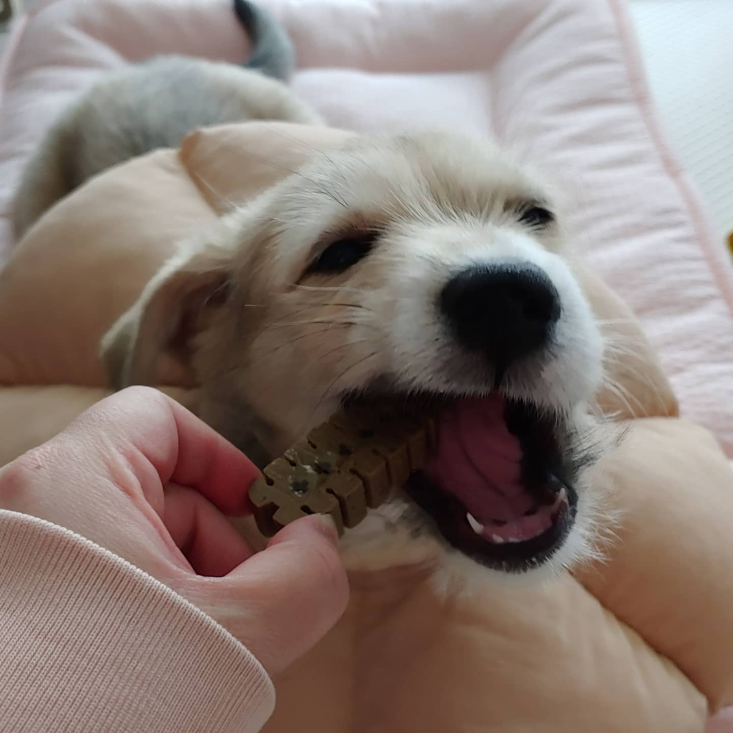 미루 (구 마노) 2주 후기입니다^^