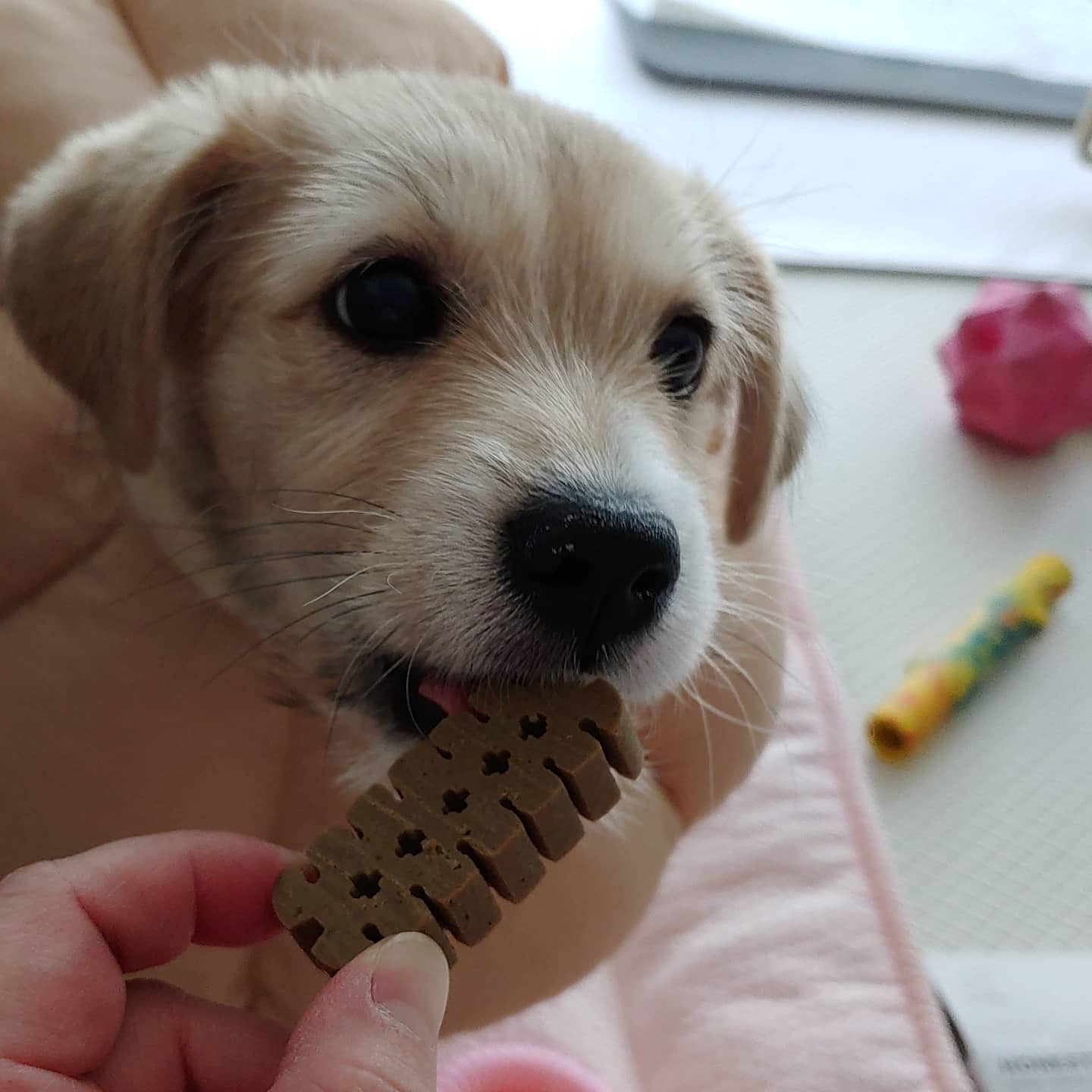 미루 (구 마노) 2주 후기입니다^^