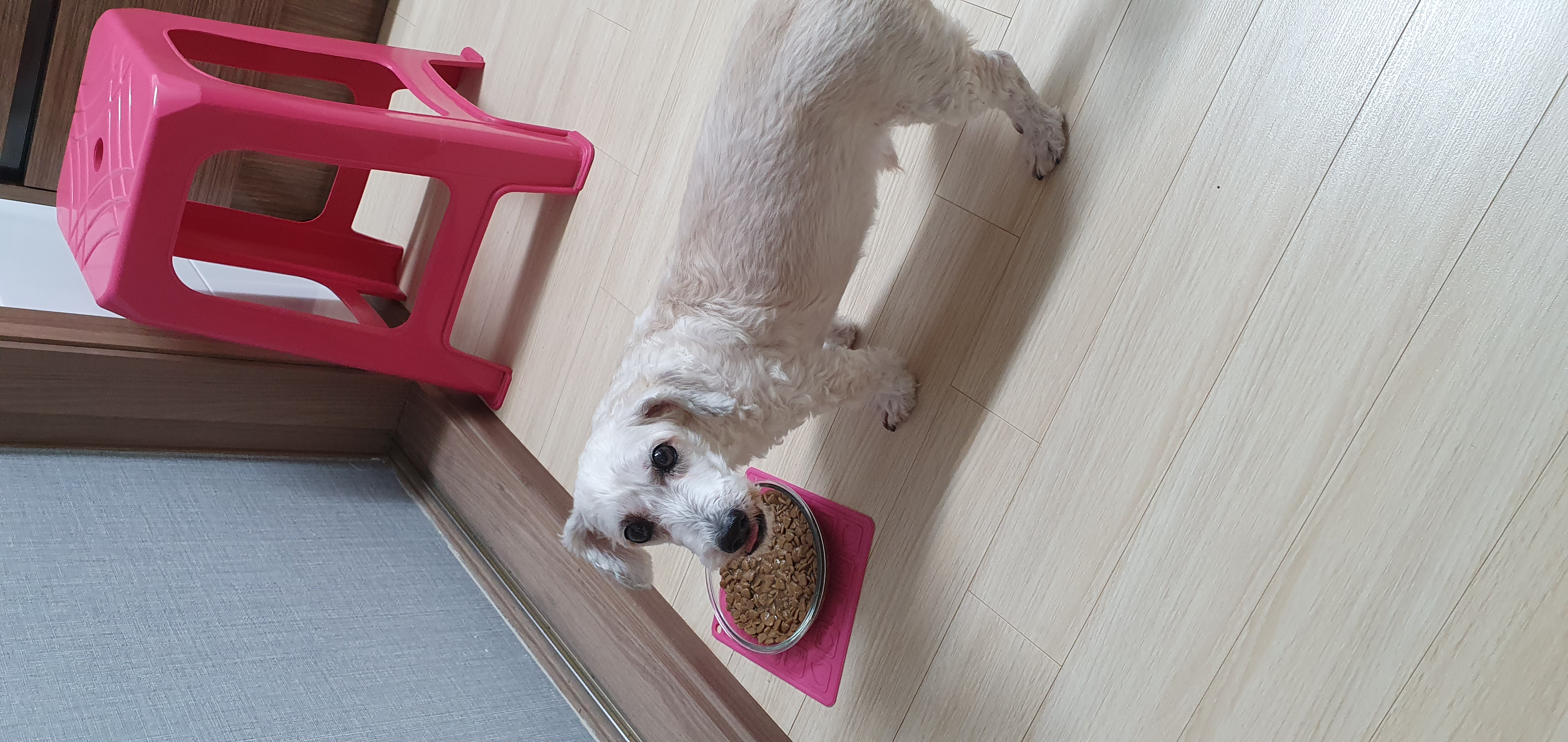 뿅이  토토  즐겁게  건강하게 지내고있어요