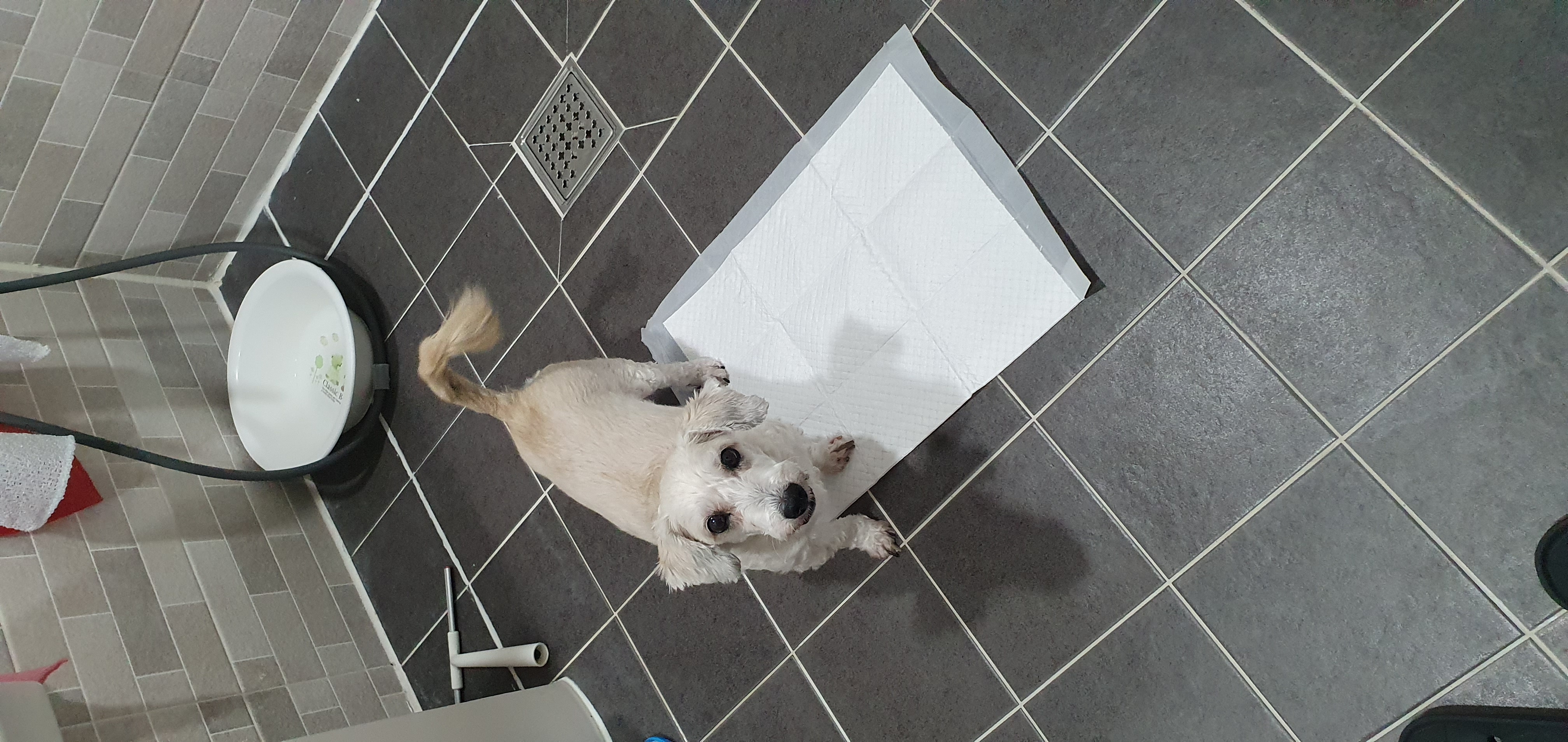 뿅이  토토  즐겁게  건강하게 지내고있어요