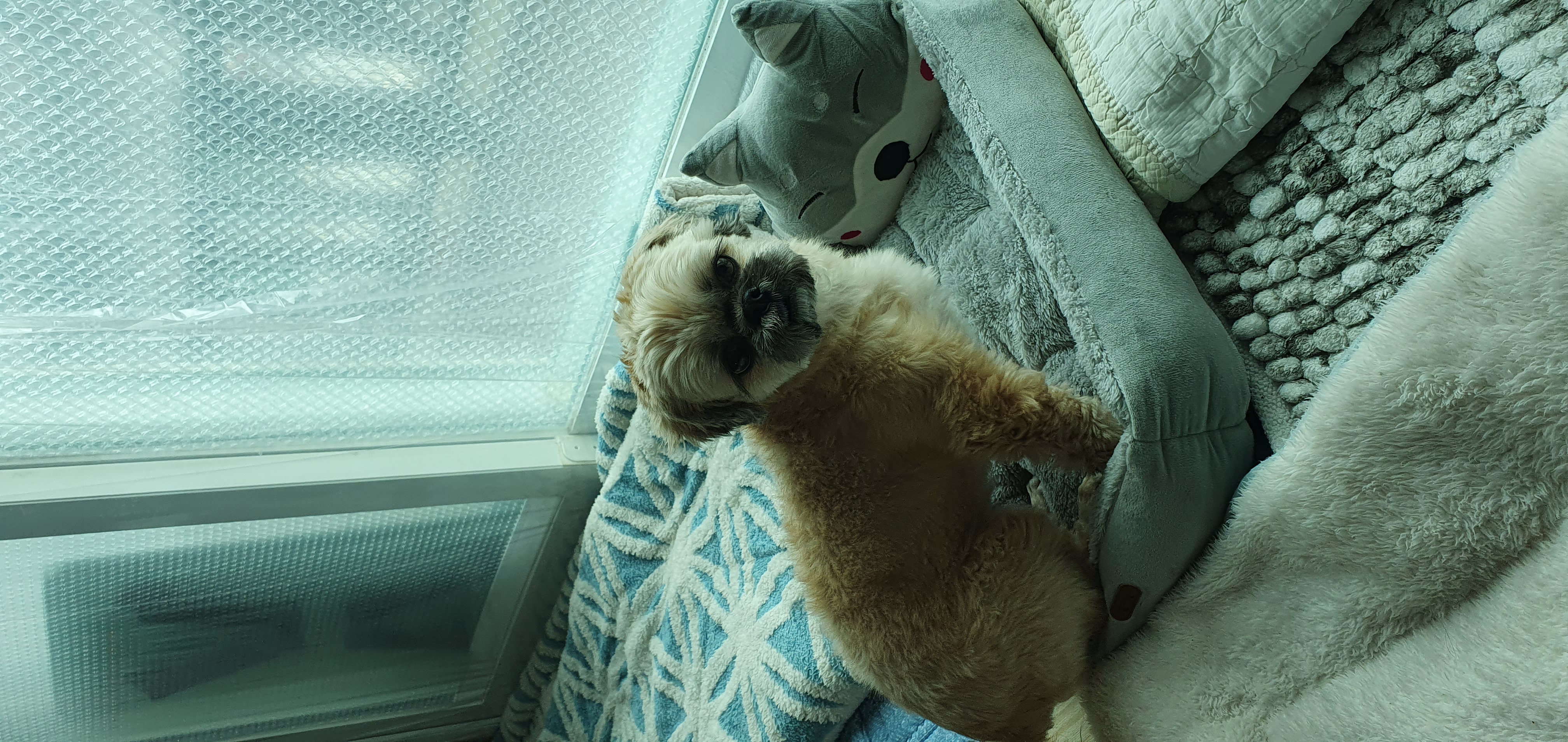 뿅이  토토  즐겁게  건강하게 지내고있어요