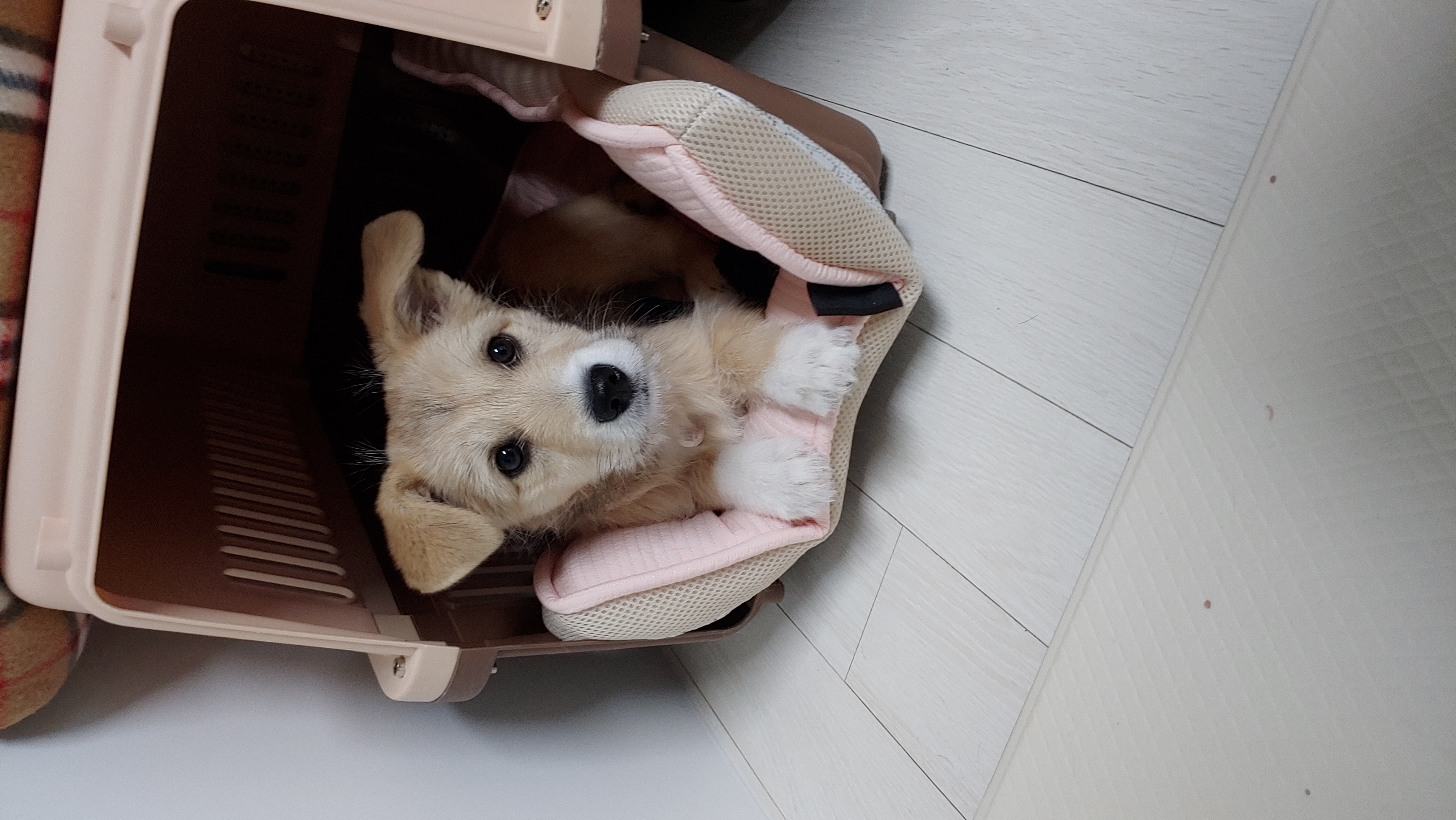 미루 (마노) 한 달 이야기