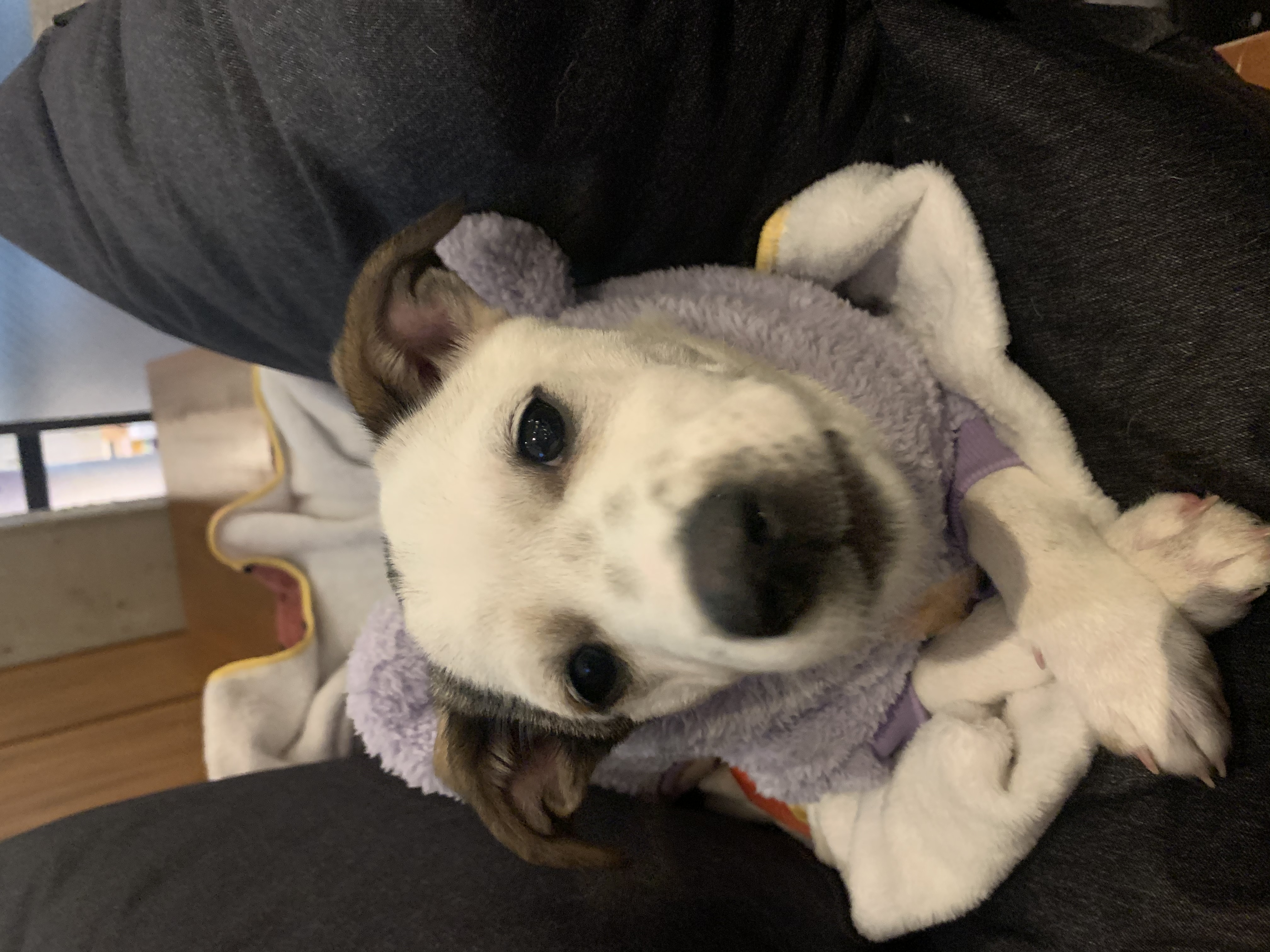 당이(도도) 입양 한달 후 입니다