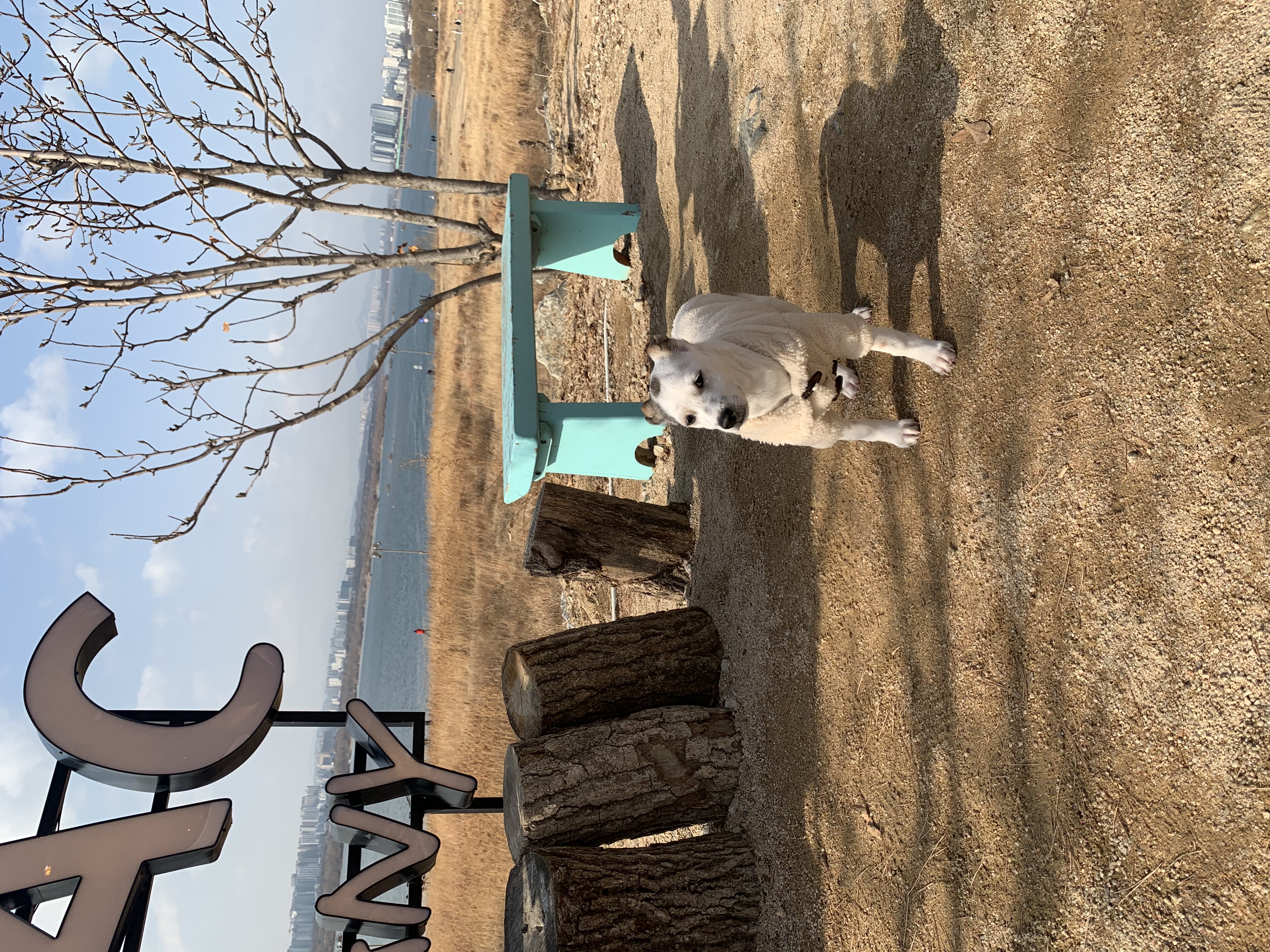 당이(도도) 입양 한달 후 입니다