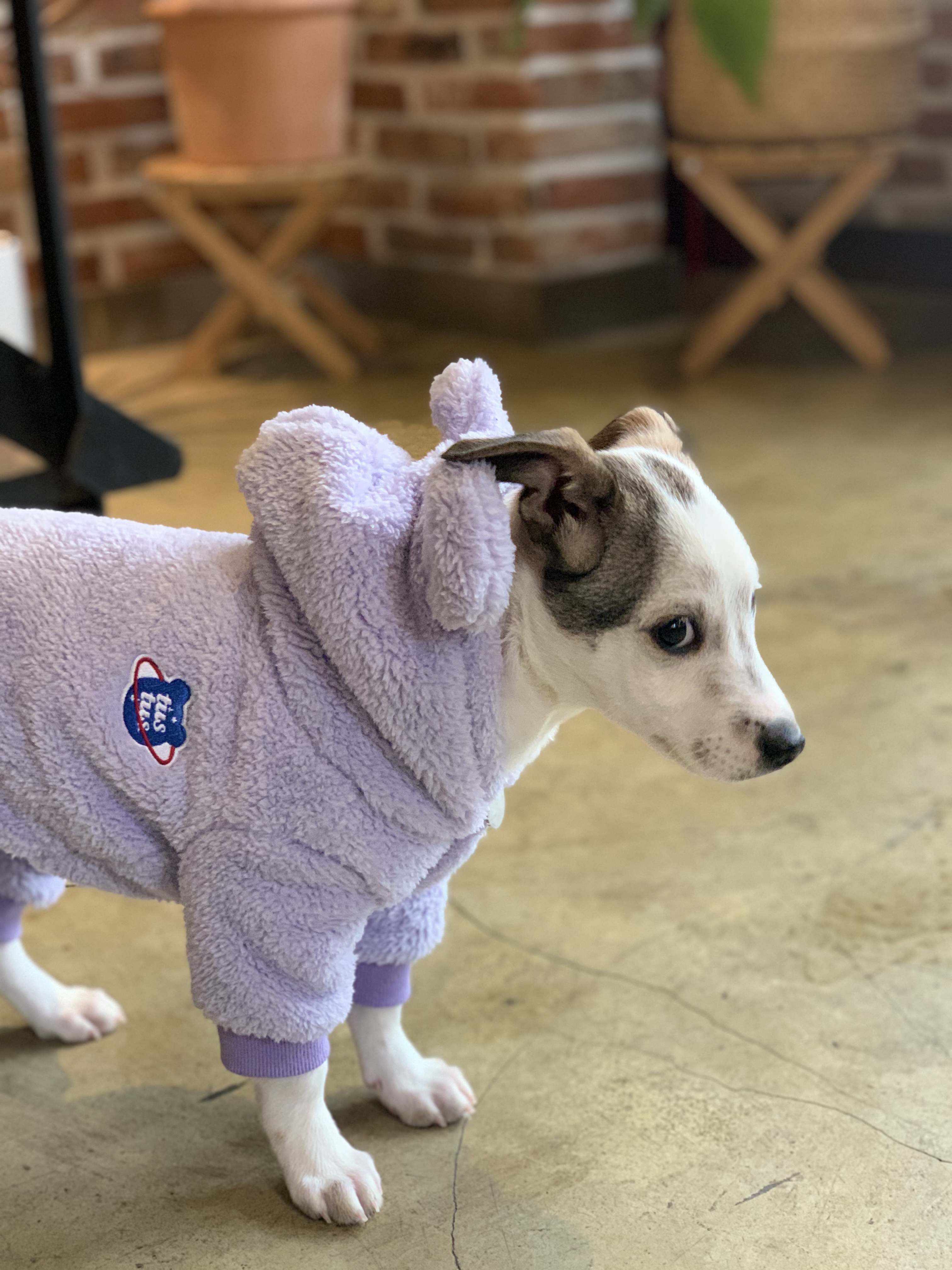 당이(도도) 입양 한달 후 입니다