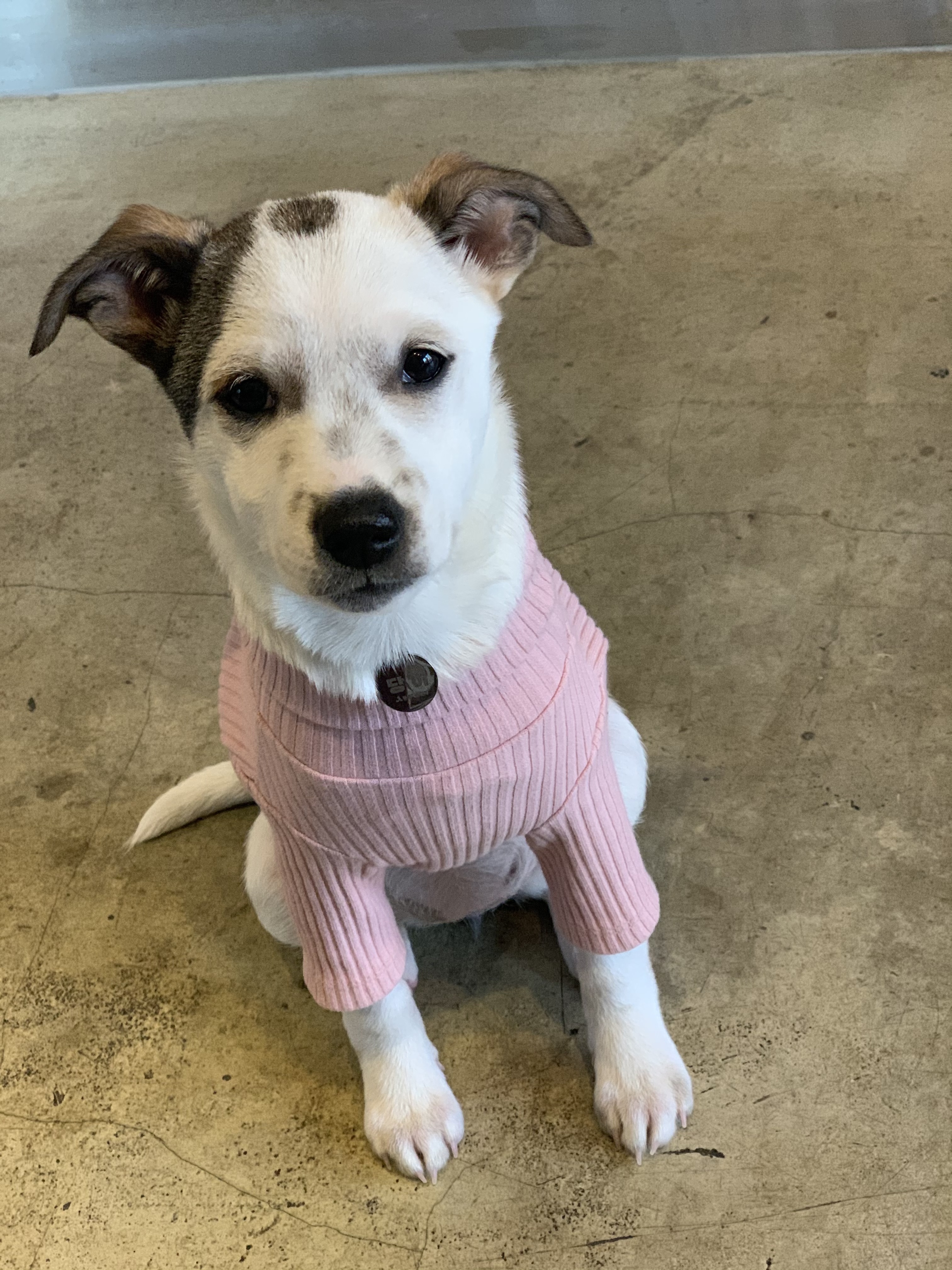 당이(도도) 입양 한달 후 입니다