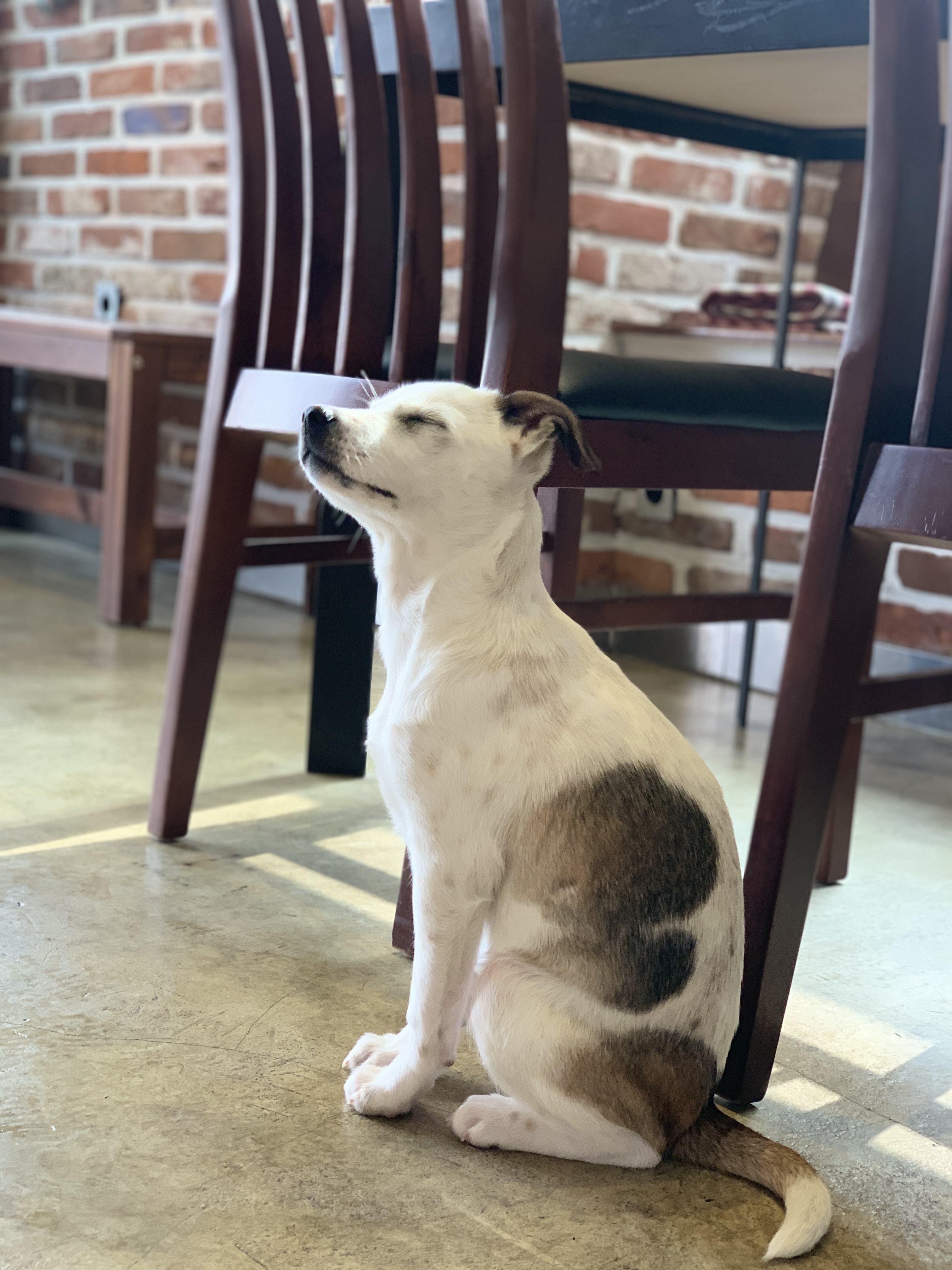 당이(도도) 입양 한달 후 입니다