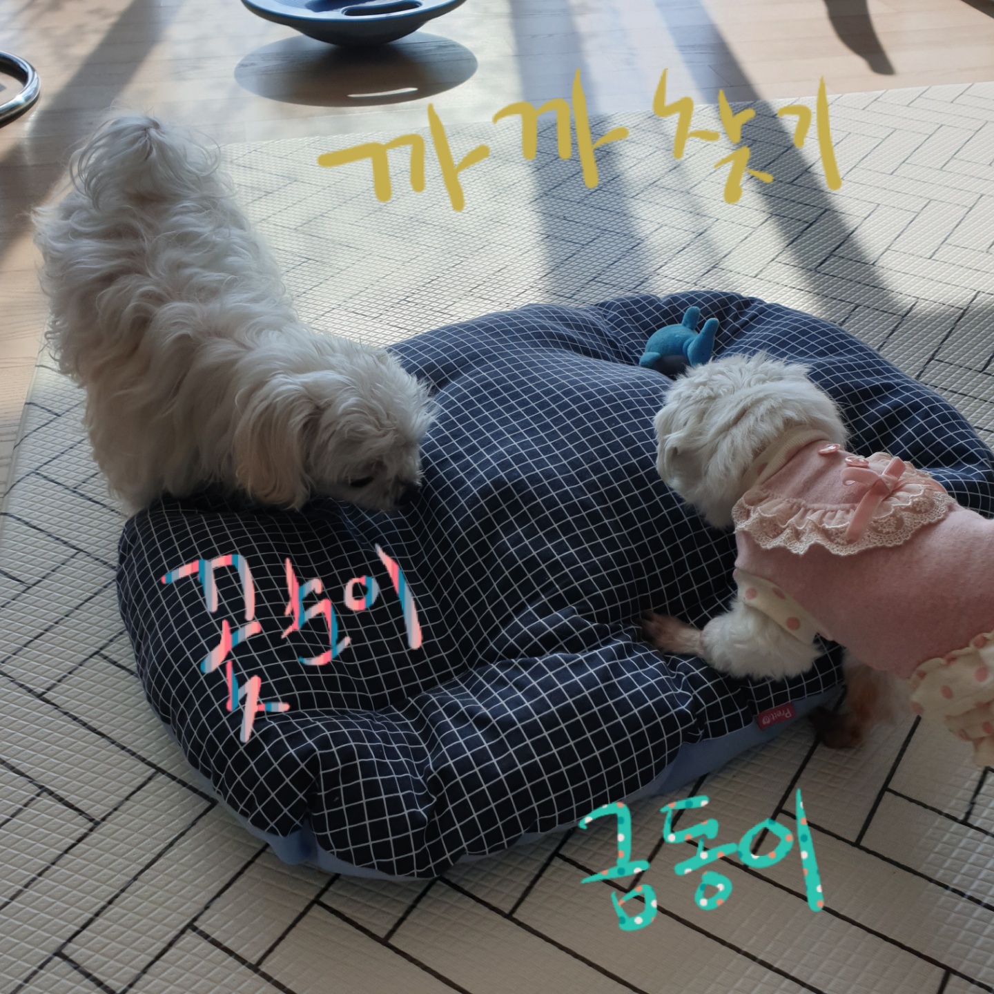 밥잘먹는 튼튼한 금동이 임시보호 한달