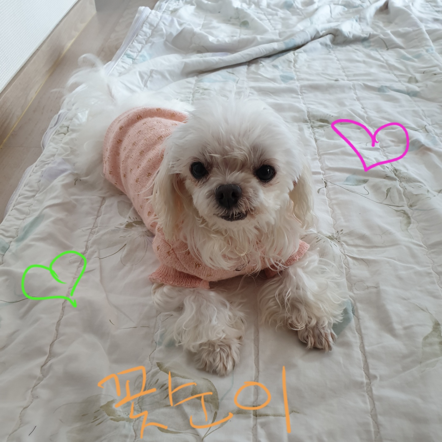 밥잘먹는 튼튼한 금동이 임시보호 한달