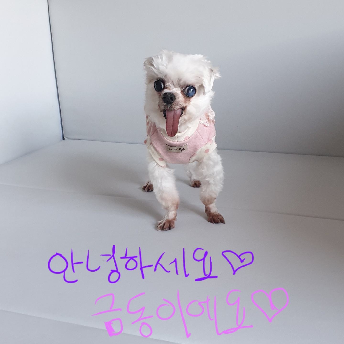 밥잘먹는 튼튼한 금동이 임시보호 한달