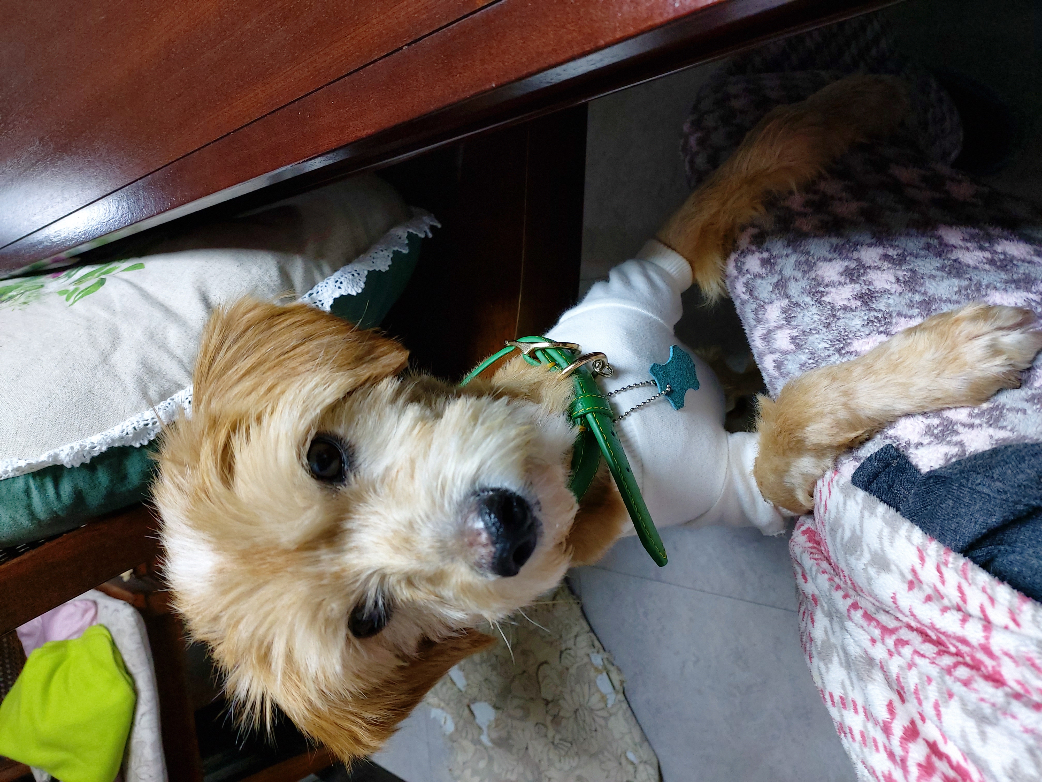 산책을 좋아하는 금동(은돌)이