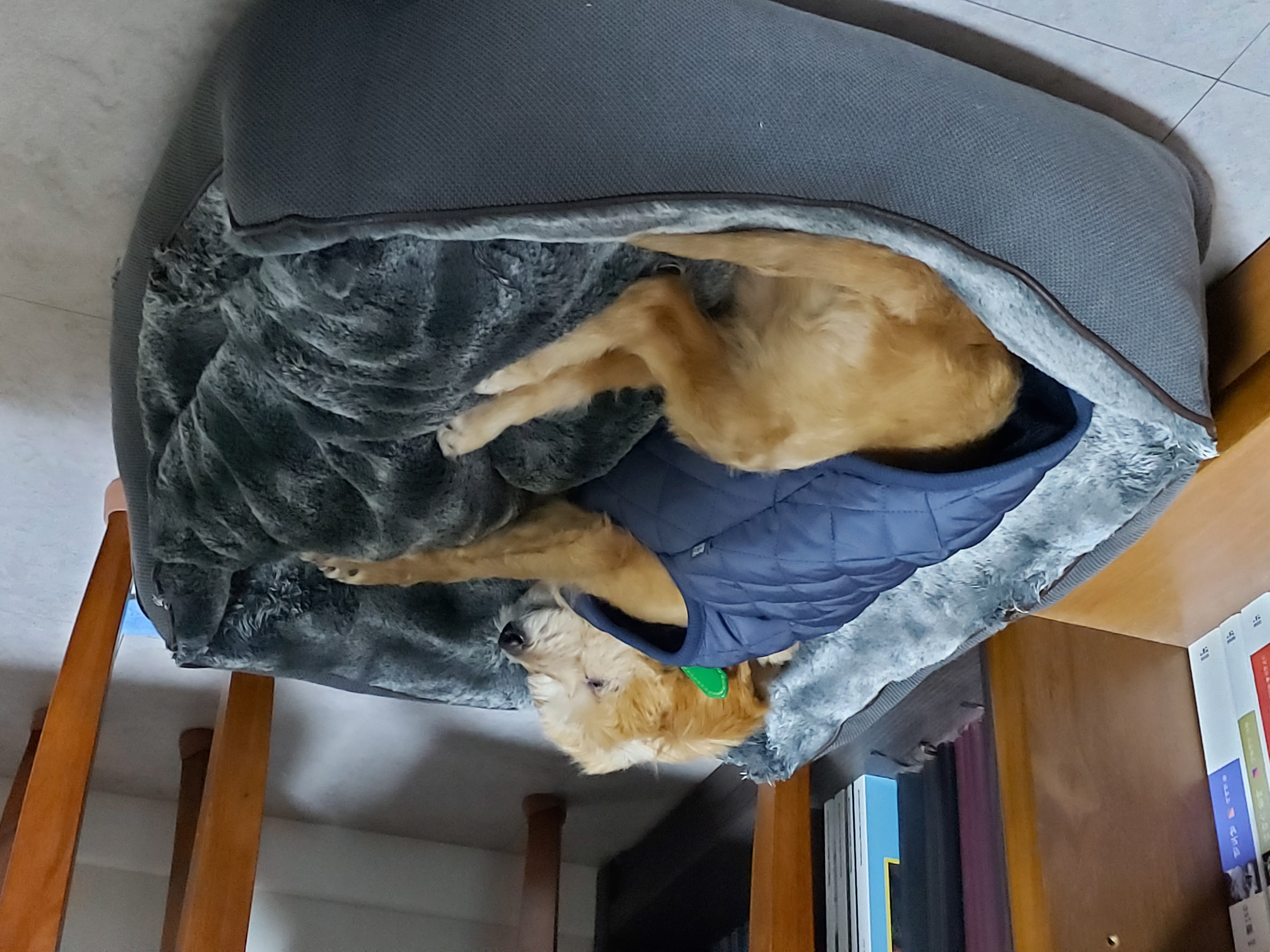 산책을 좋아하는 금동(은돌)이