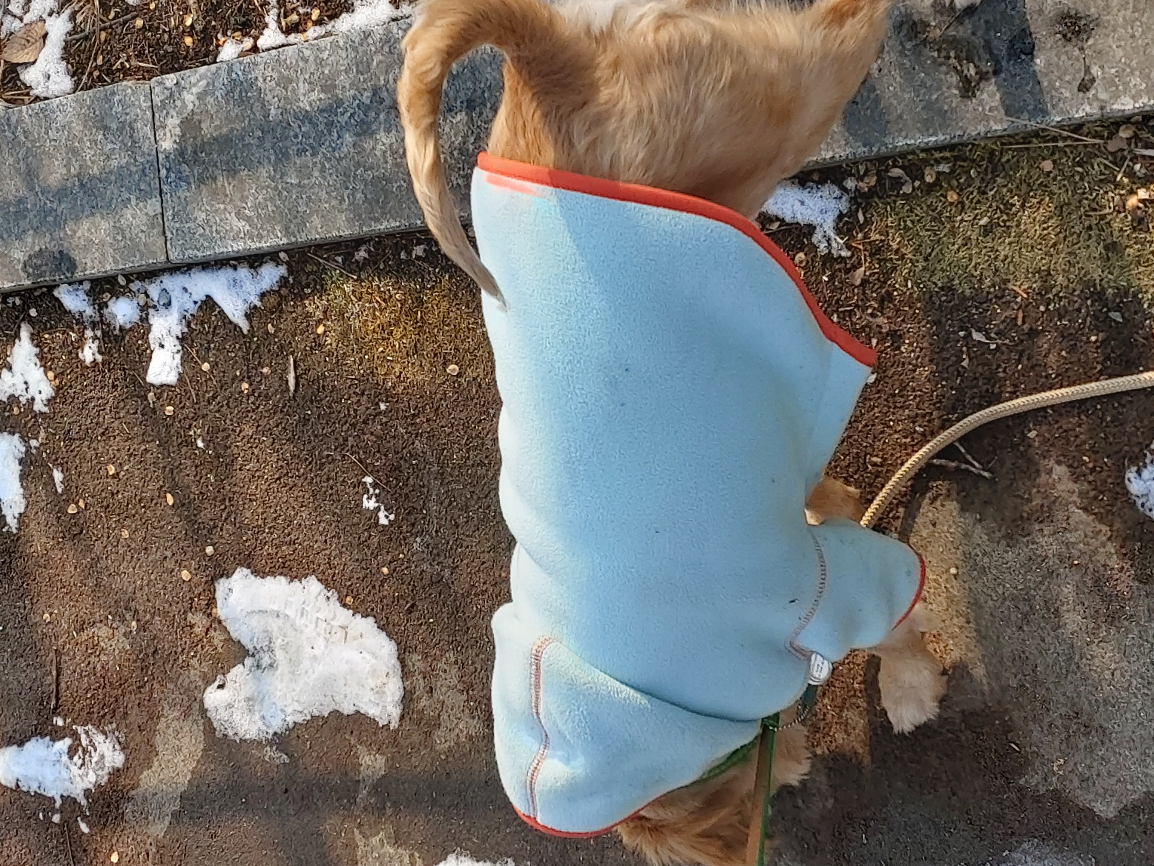 산책을 좋아하는 금동(은돌)이