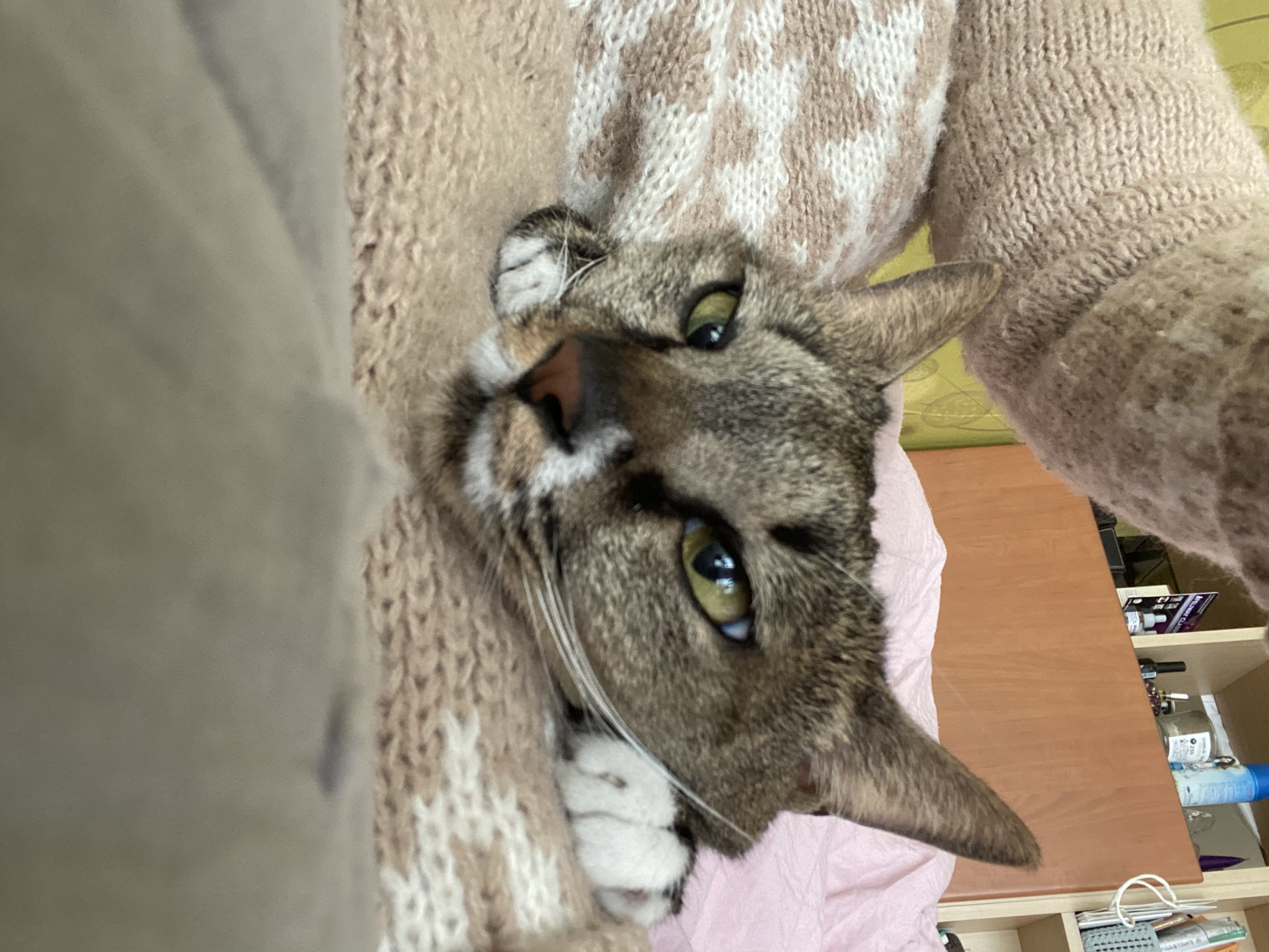 그루 벌써 입양 2년이 되었어요. 