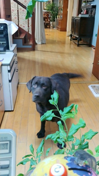 고양시 불법 번식장 구조견 로랑이 입양 3개월 차