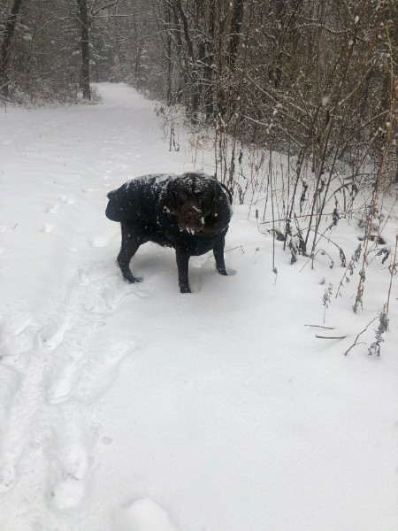 고양시 불법 번식장 구조견 로랑이 입양 3개월 차