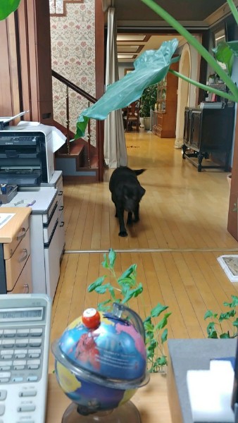 고양시 불법 번식장 구조견 로랑이 입양 3개월 차