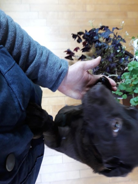 고양시 불법 번식장 구조견 로랑이 입양 3개월 차