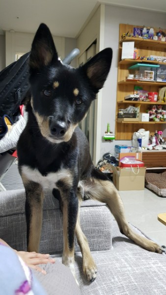 흑치 입양 1년 후기