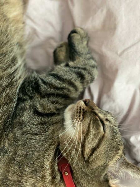 구름이 3년 차 입양후기(+다람이)