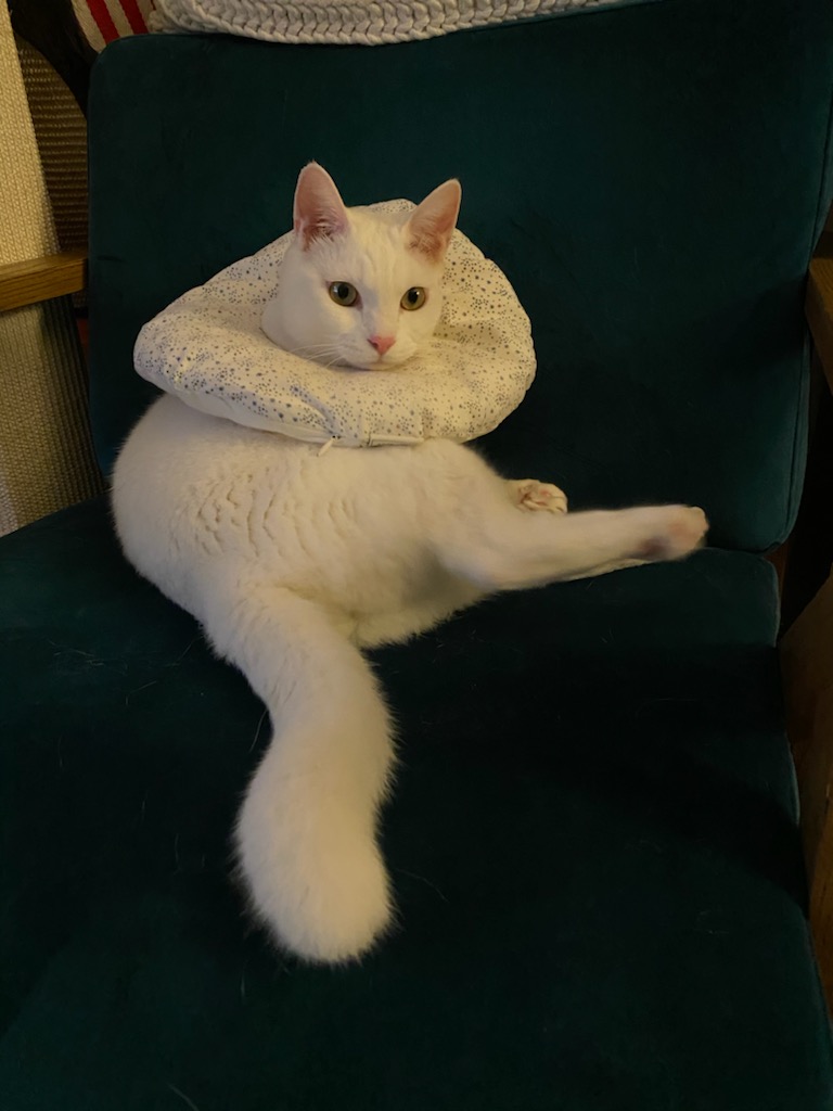 구름이 3년 차 입양후기(+다람이)