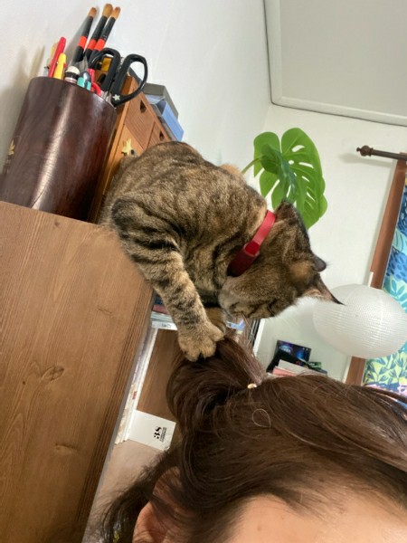 구름이 3년 차 입양후기(+다람이)