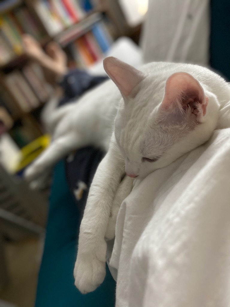 구름이 3년 차 입양후기(+다람이)