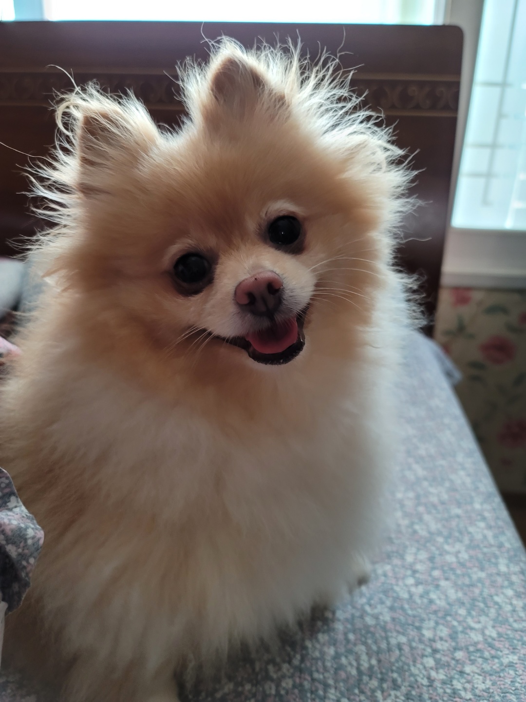 슬기 입양 2년차 후기입니다.