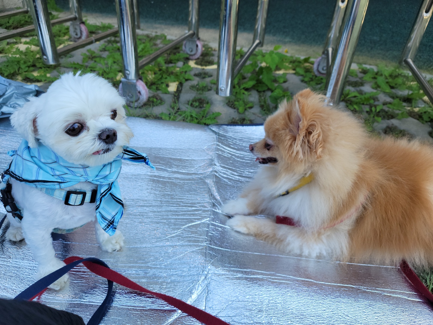 슬기 입양 2년차 후기입니다.