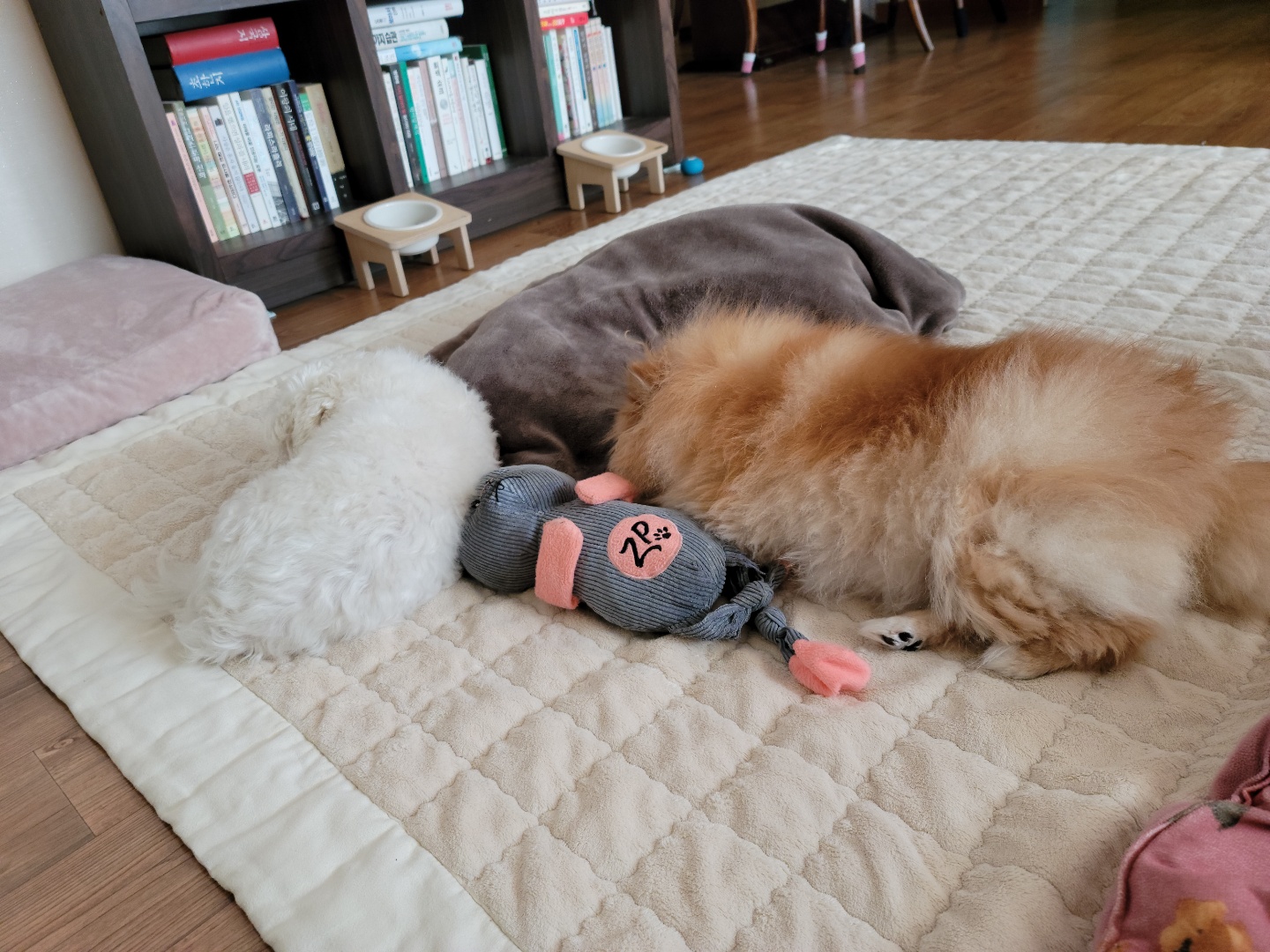 슬기 입양 2년차 후기입니다.