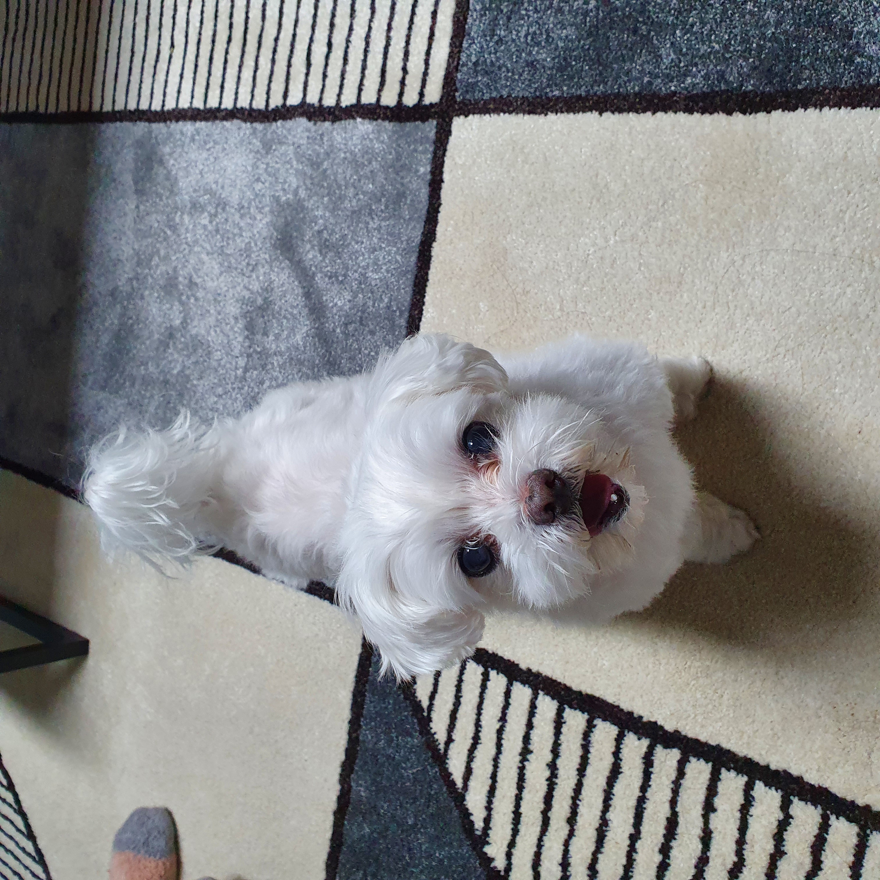 별이 입양 9년차