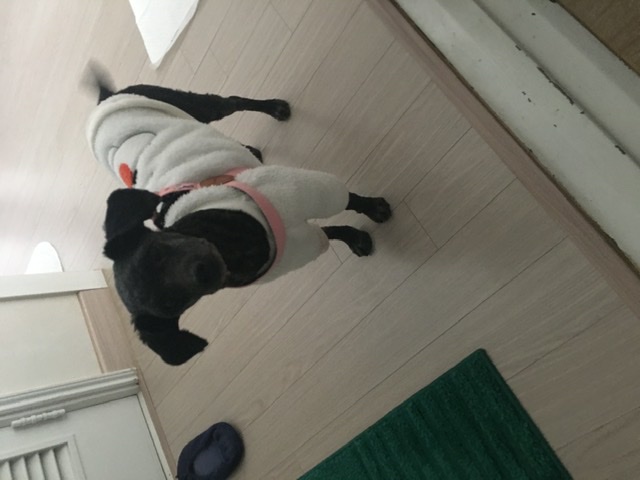 [곤지암번식장 구조견 임시보호중] 릴리(곤지암-12) 잘지내고 있어요!