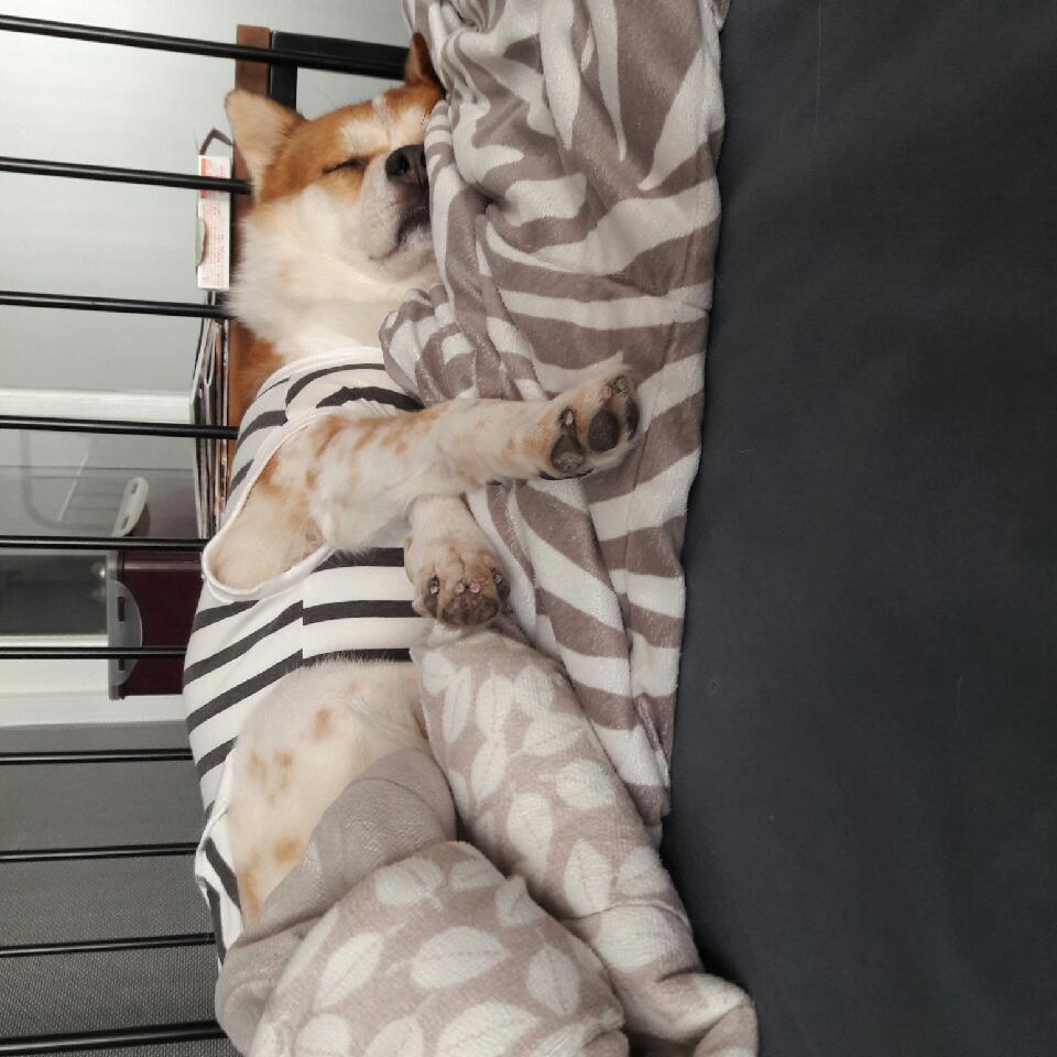 아지 입양 10년 차 후기