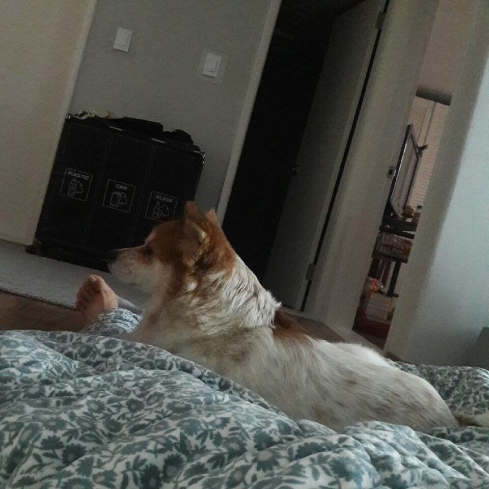 아지 입양 10년 차 후기