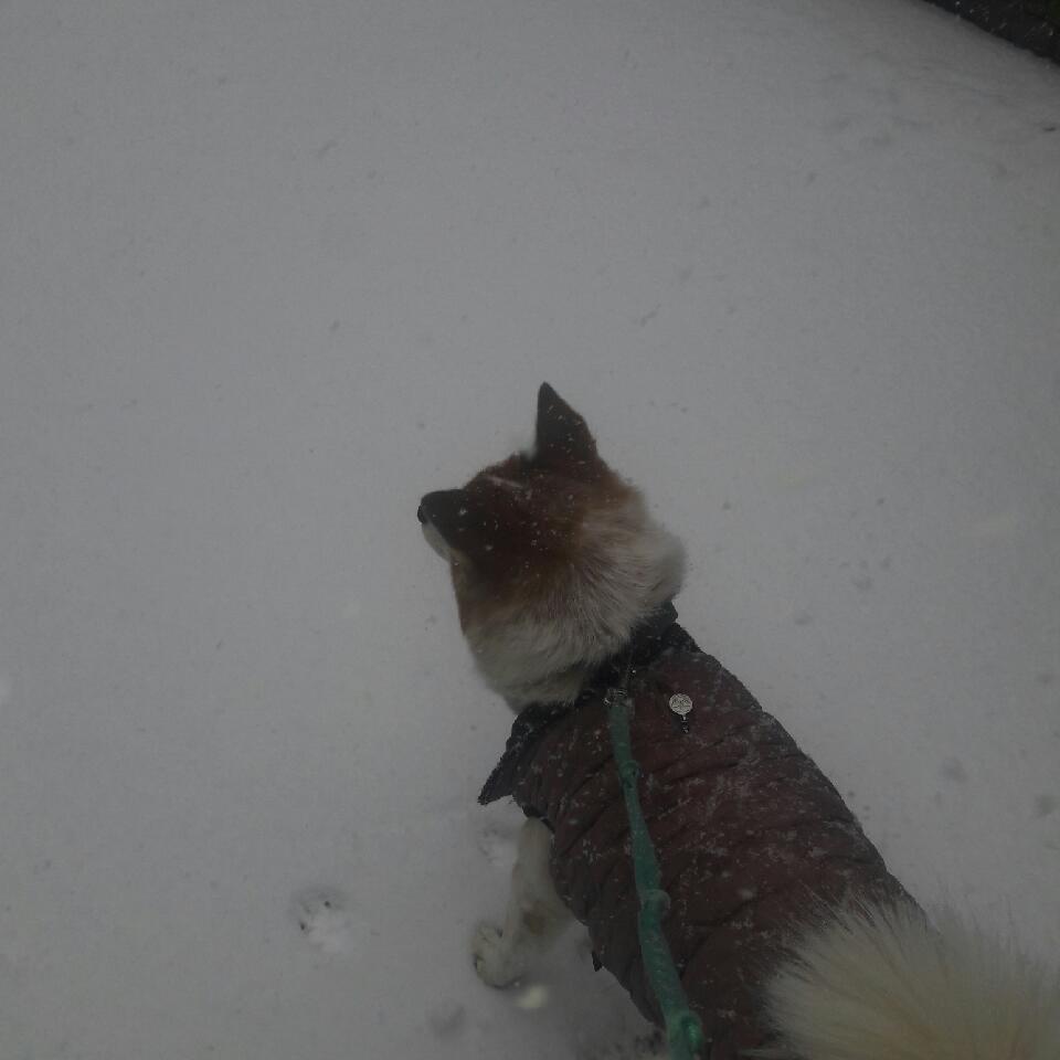 아지 입양 10년 차 후기