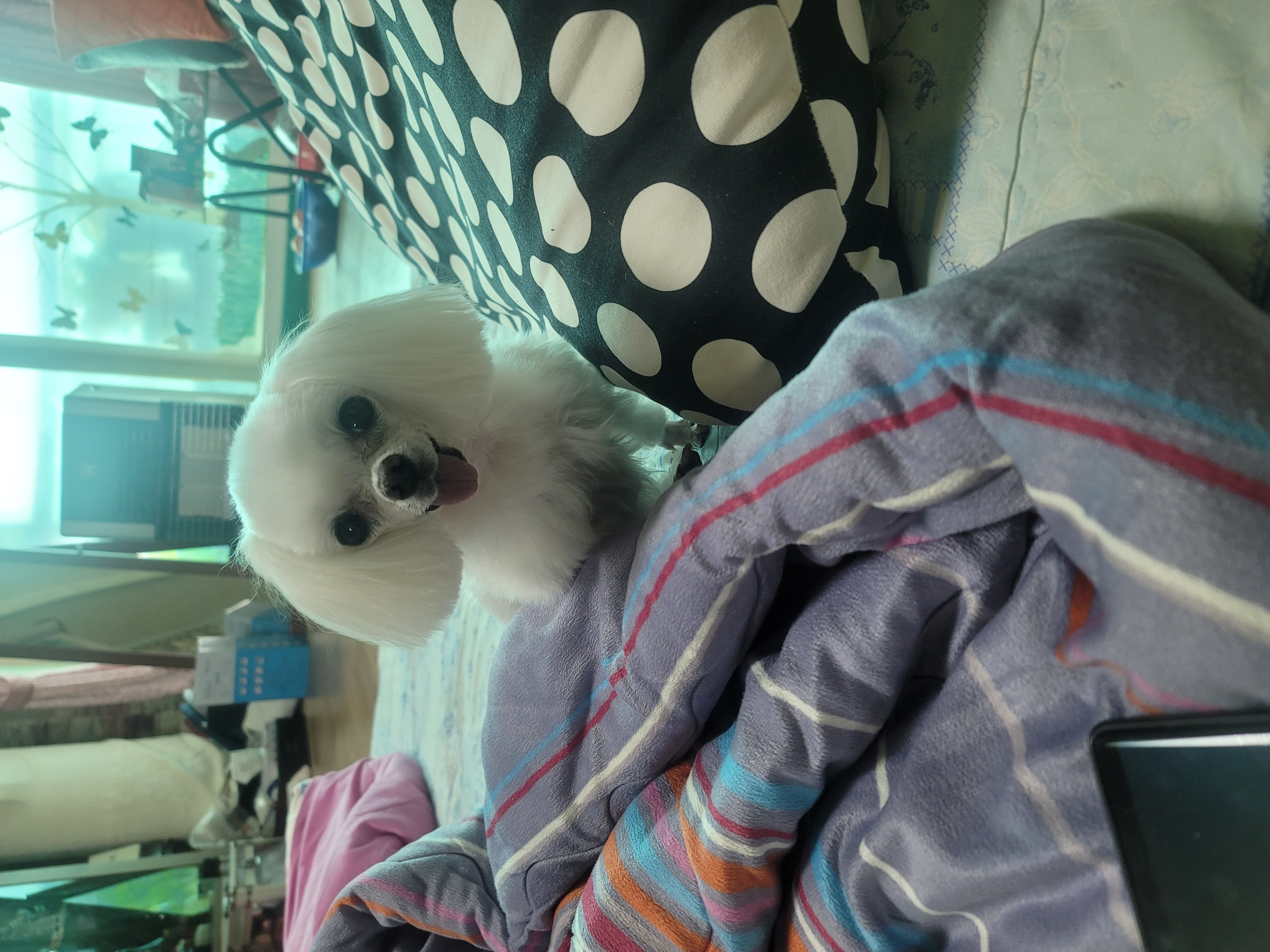 꼬미입양3년째 이야기..