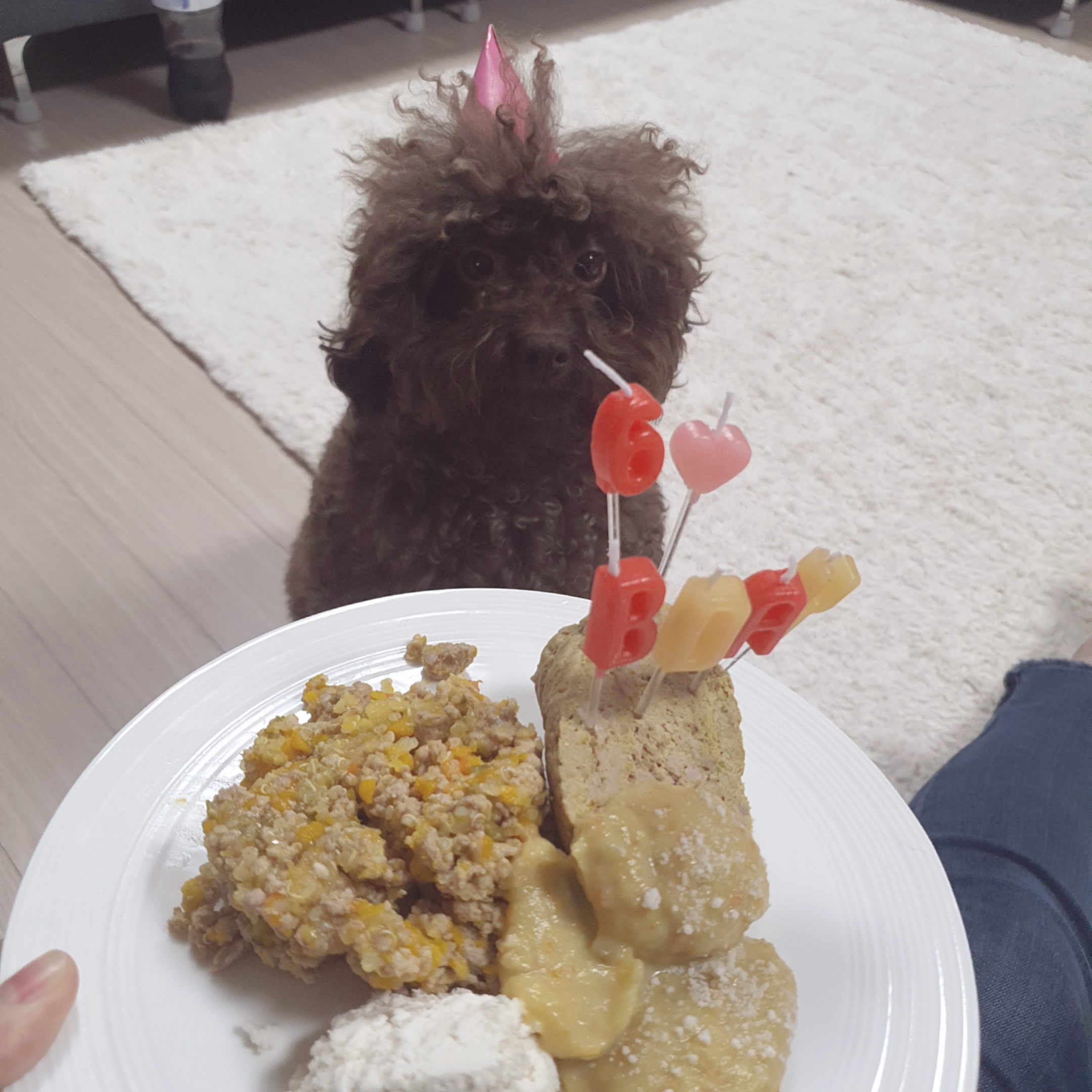 로니(비비빅) 1년차 입양후기