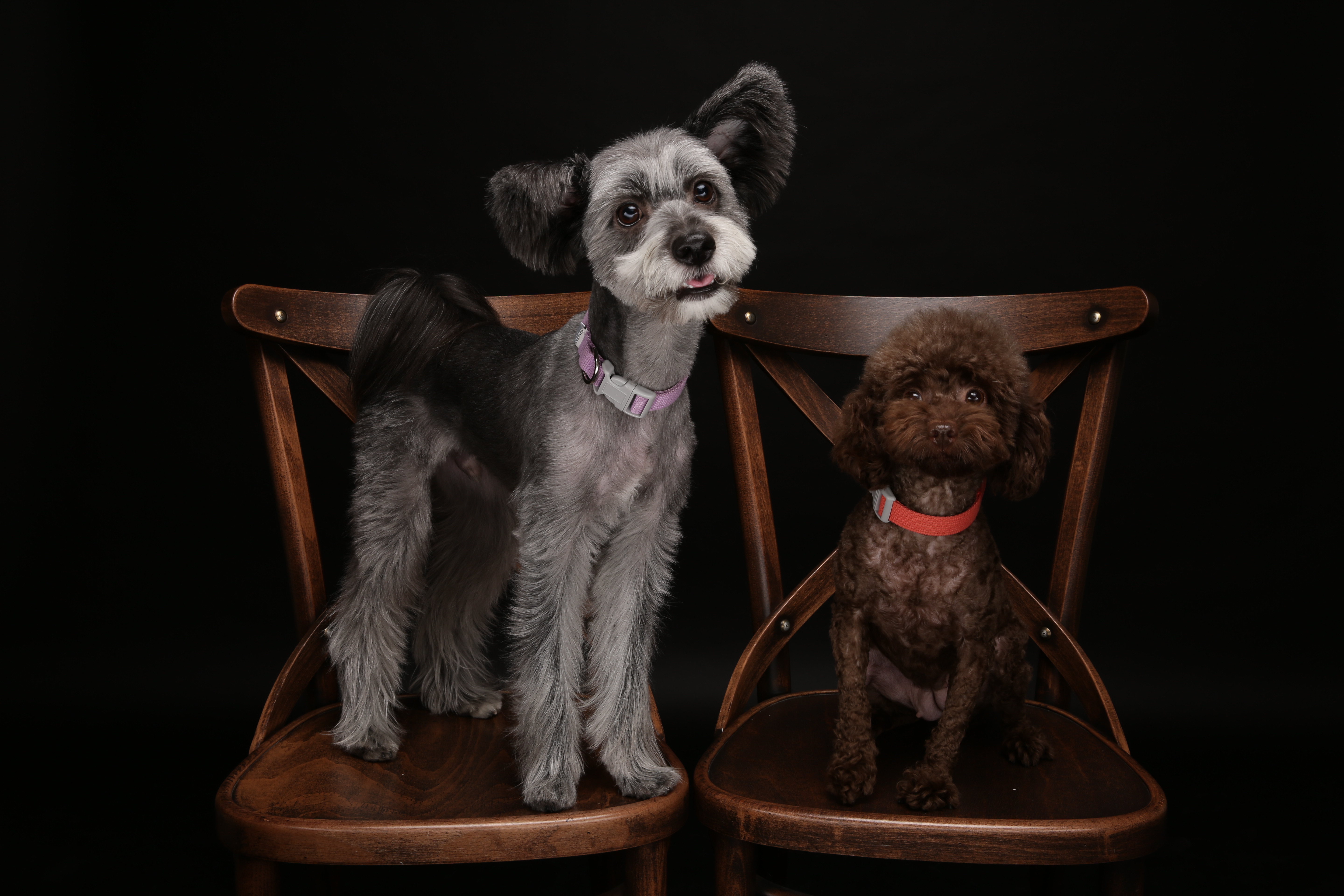 로니(비비빅) 1년차 입양후기