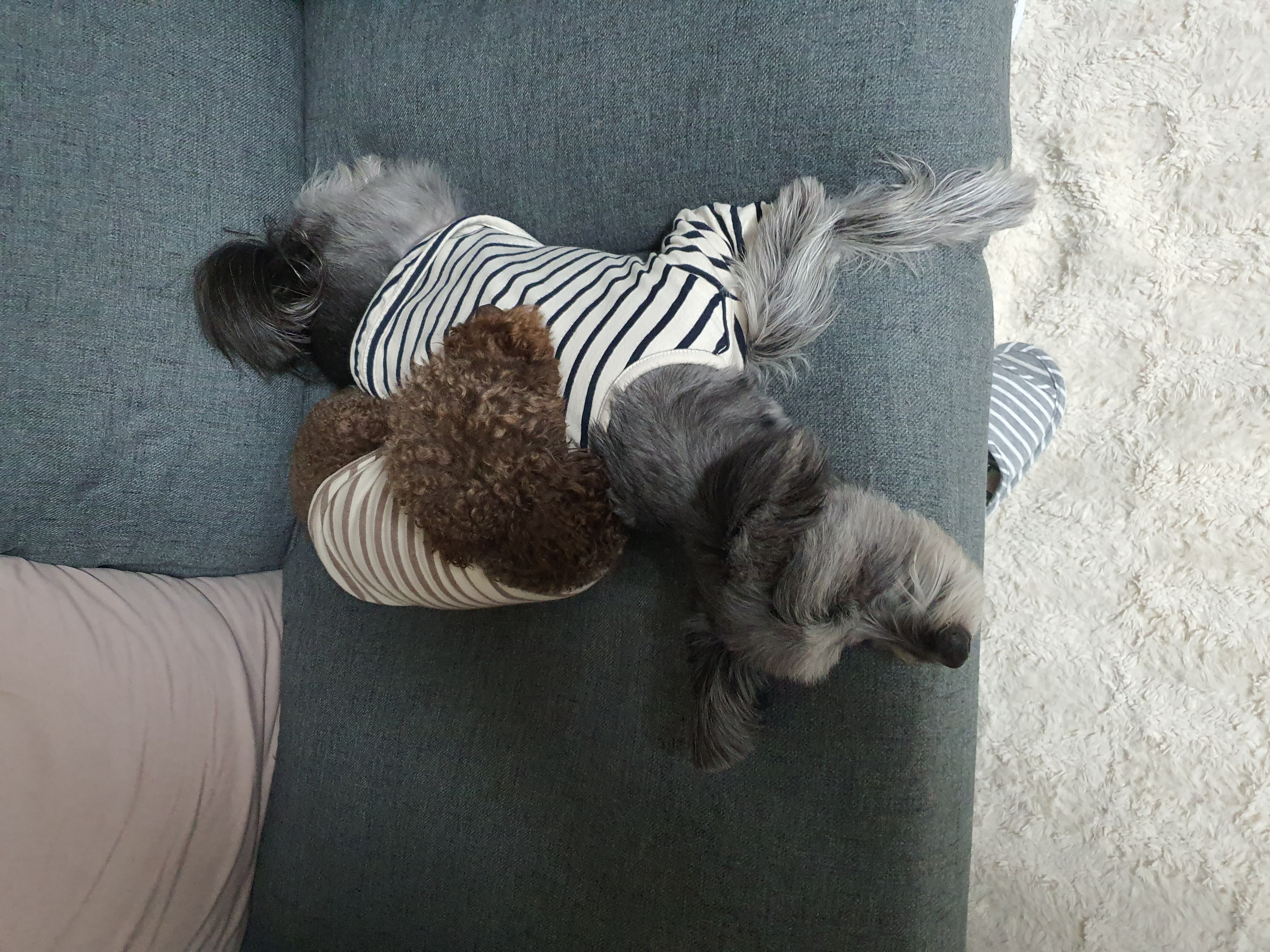 로니(비비빅) 1년차 입양후기