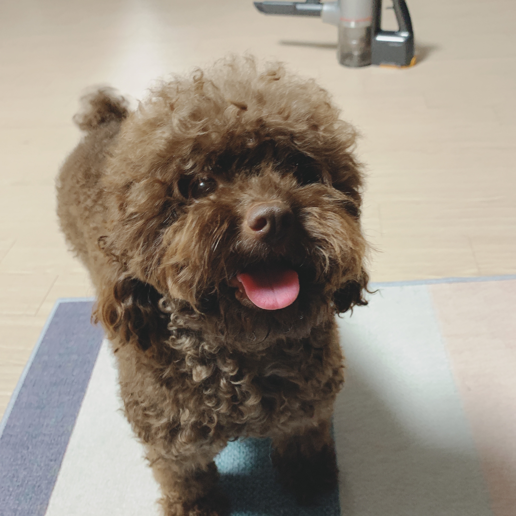 로니(비비빅) 1년차 입양후기