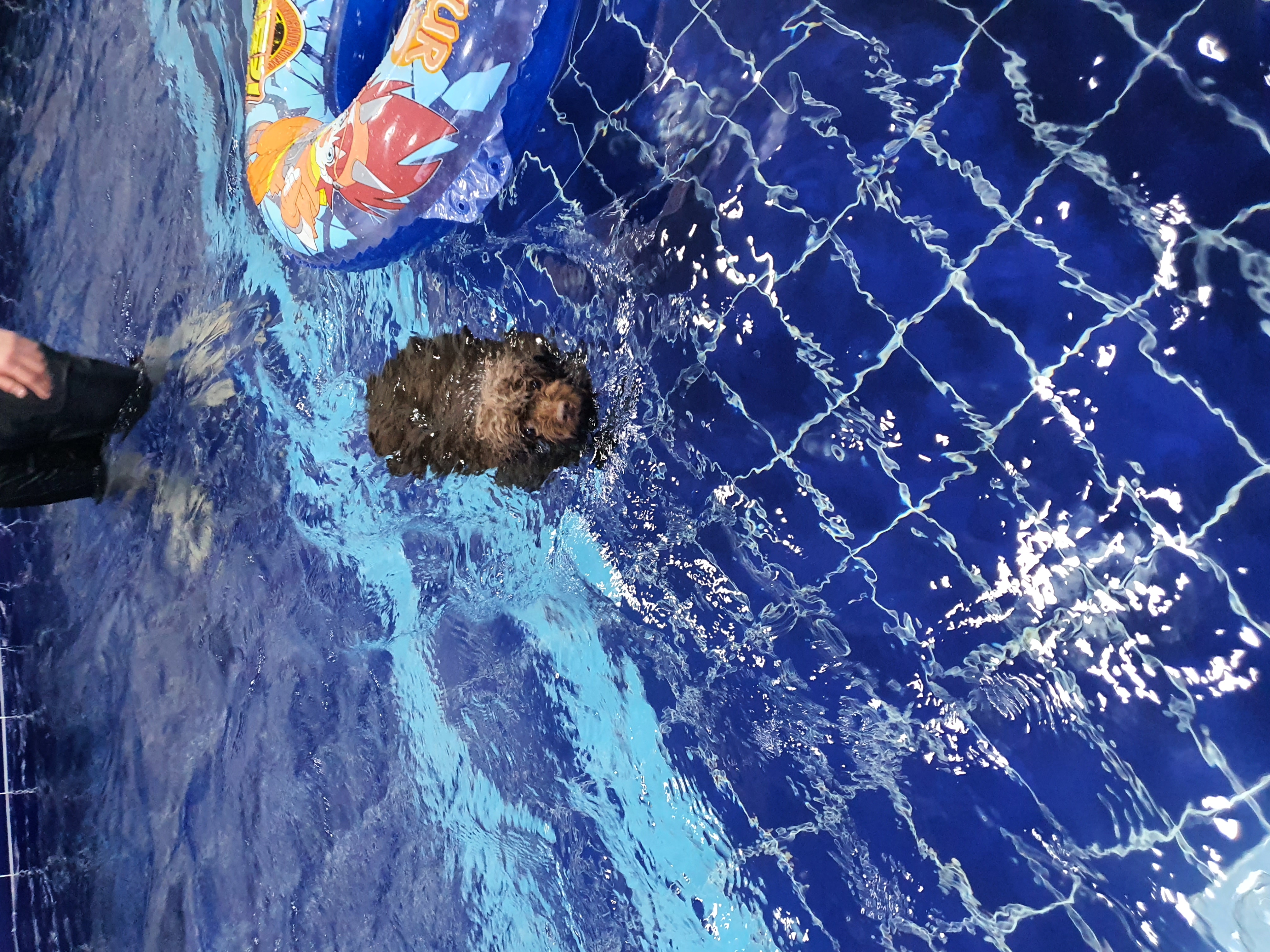 로니(비비빅) 1년차 입양후기