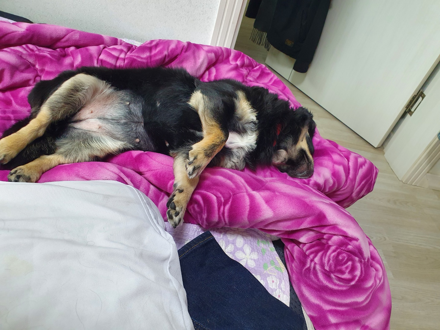 헬시코기처럼 엉덩이가 튼실해진 몽글(구, 랩몬)이의 이야기를 전해드립니다.