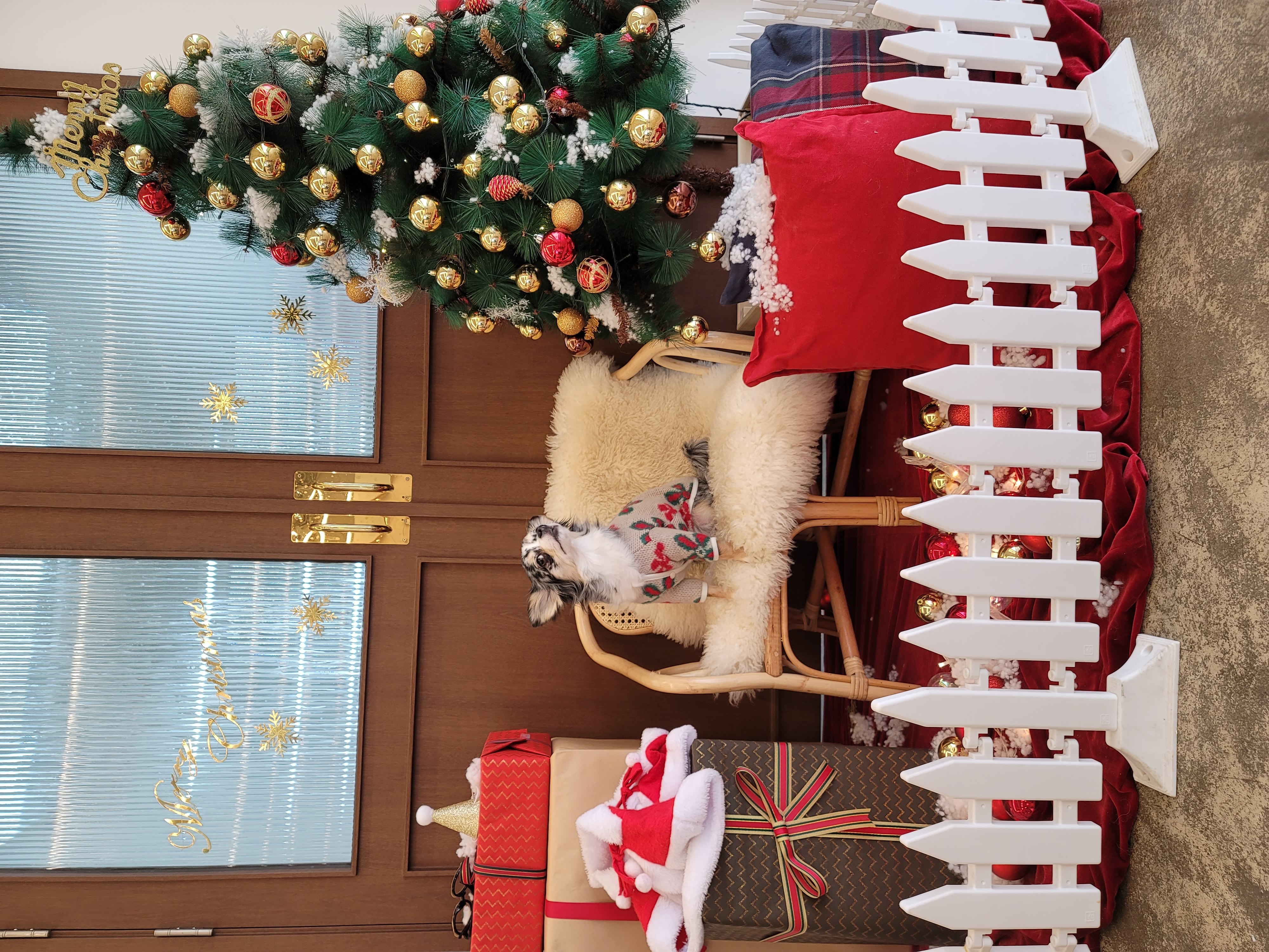 쁘띠 열다섯번째 이야기(평택번식장 태태막둥이)