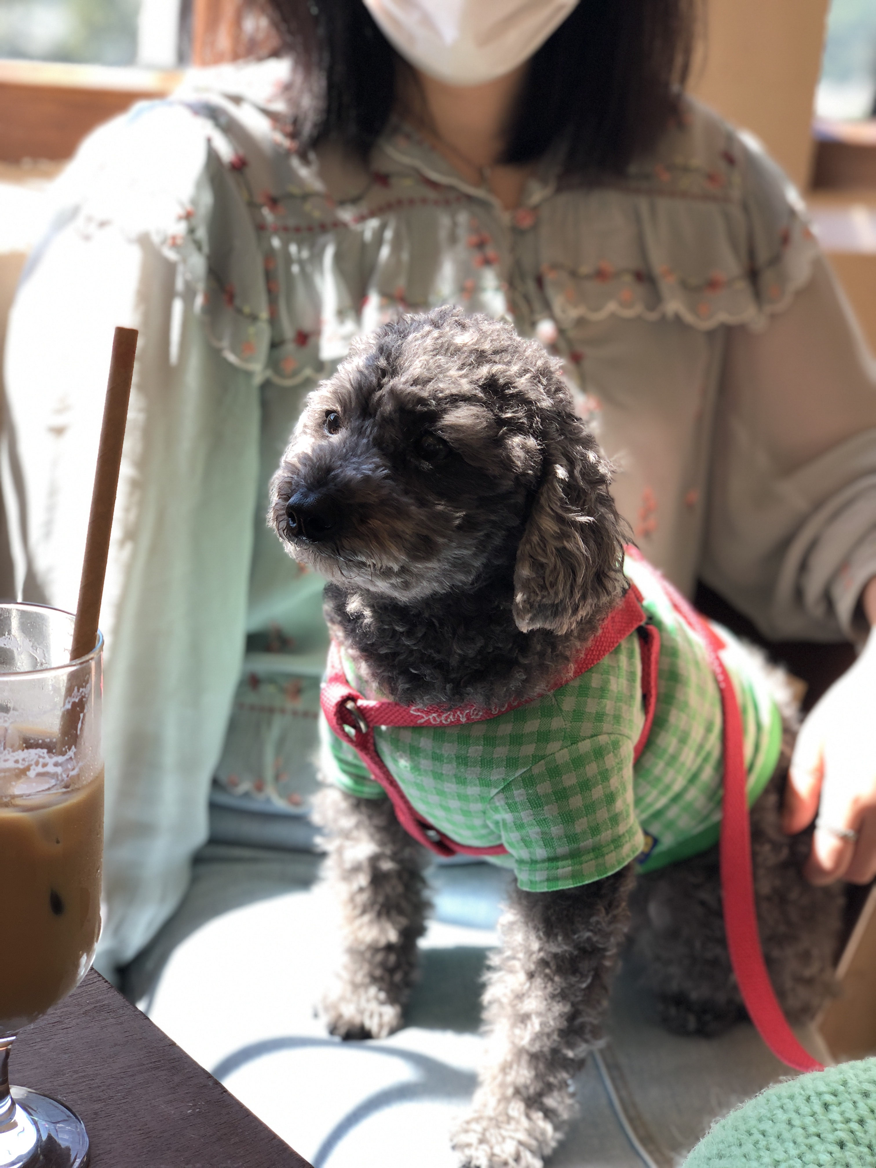 블랑 입양 3년차 후기